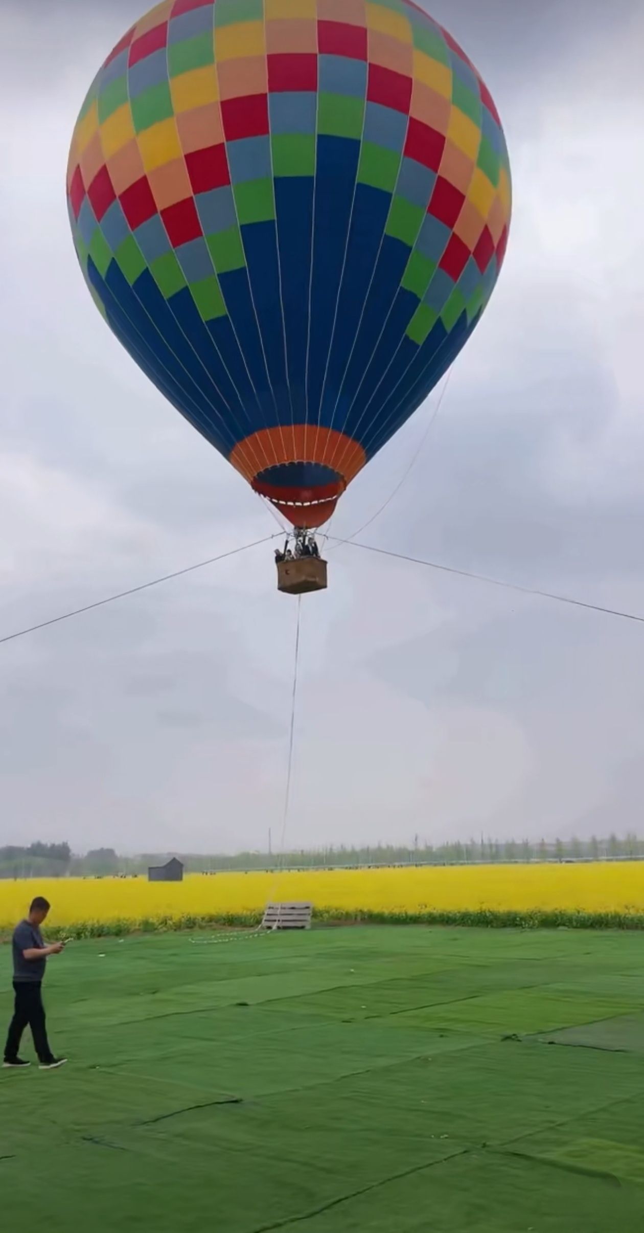 林城油菜花海旅行图片 1