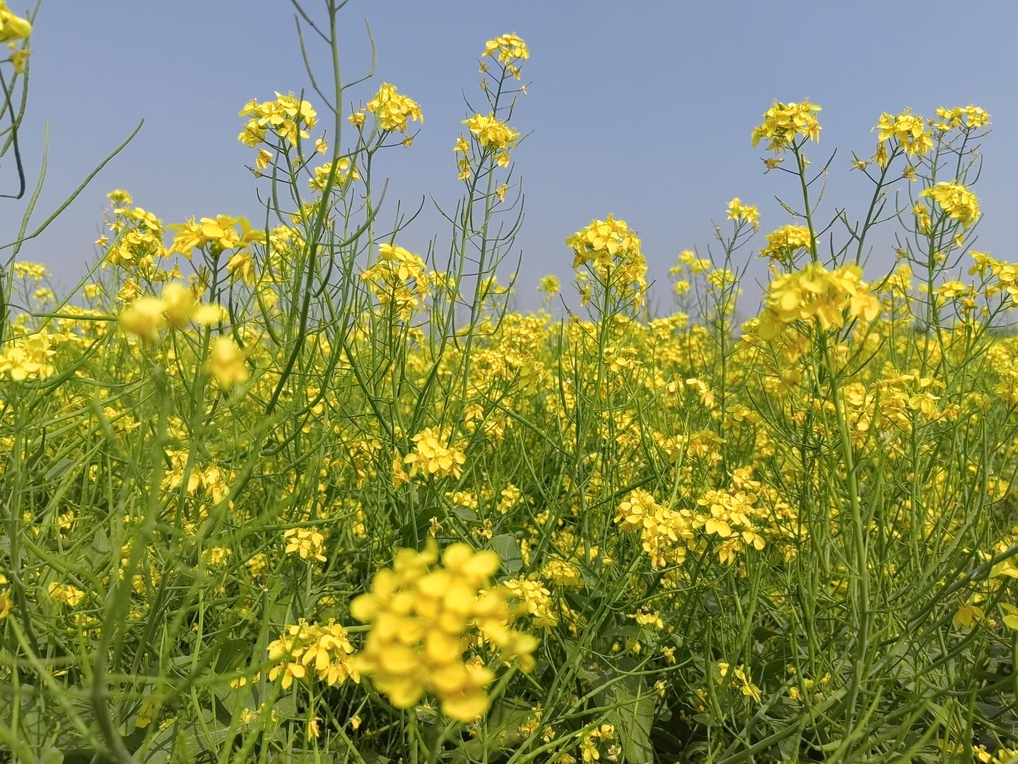 林城油菜花海旅行图片 3