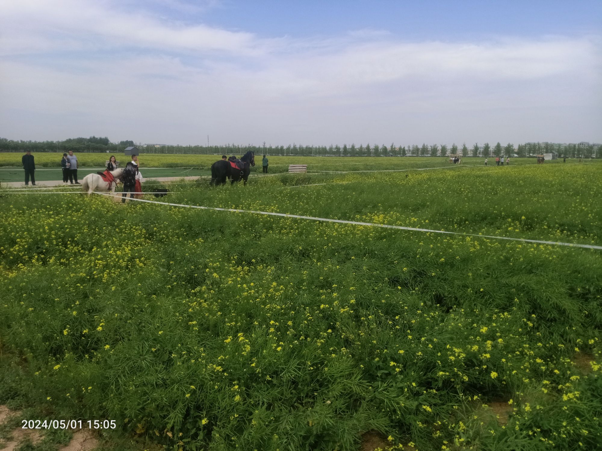 林城油菜花海旅行图片 3