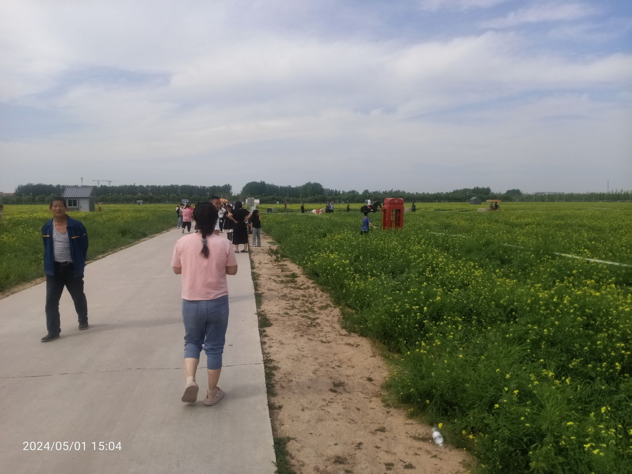 林城油菜花海旅行图片