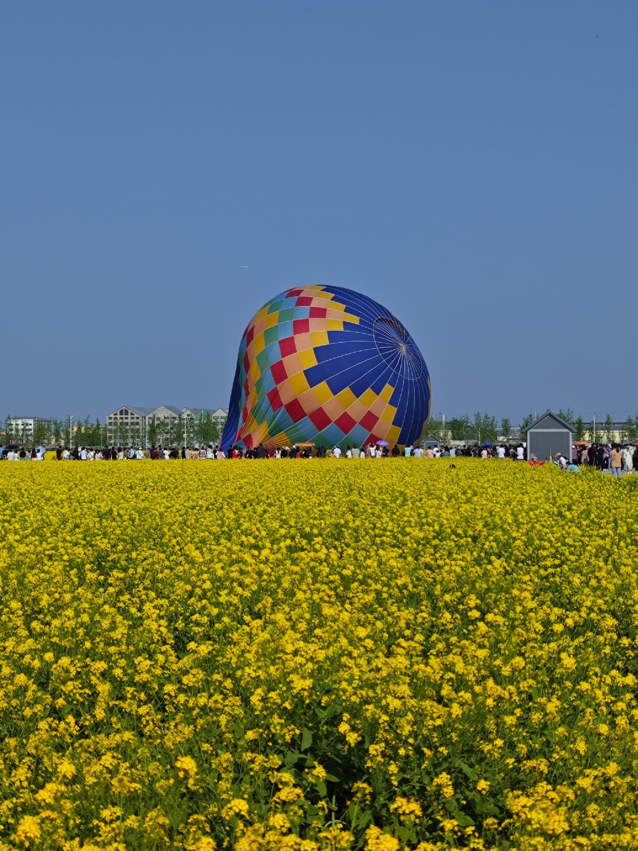 林城油菜花海旅行图片 1