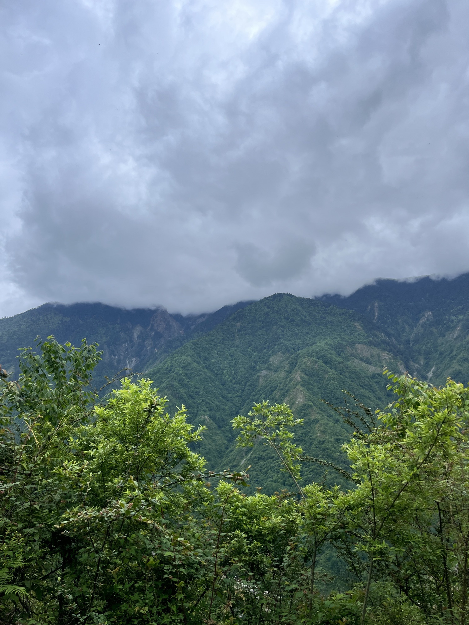 熊猫坪草甸旅行图片 1