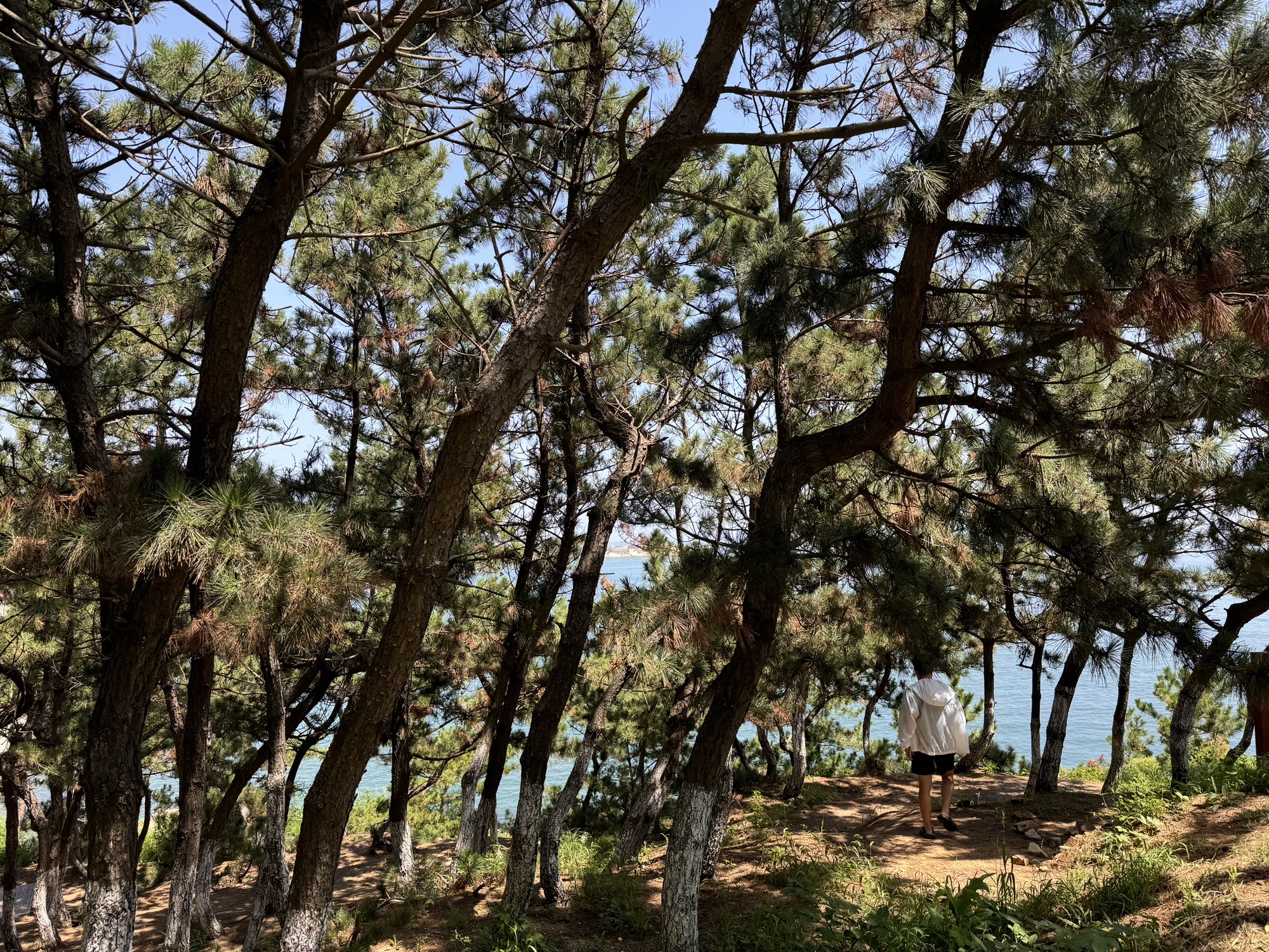 三连岛绿地开放共享区旅行图片 3