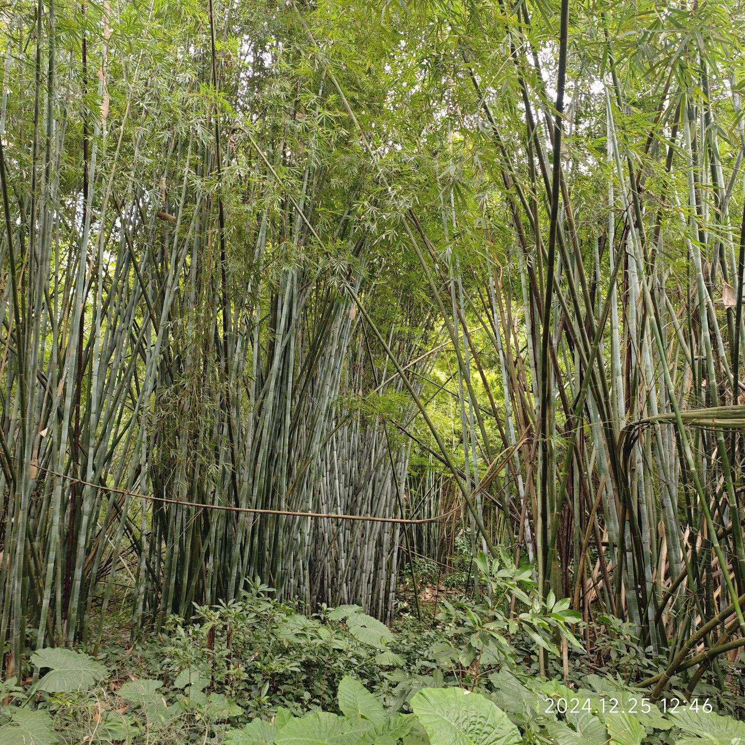 水南森林公园旅行图片 2