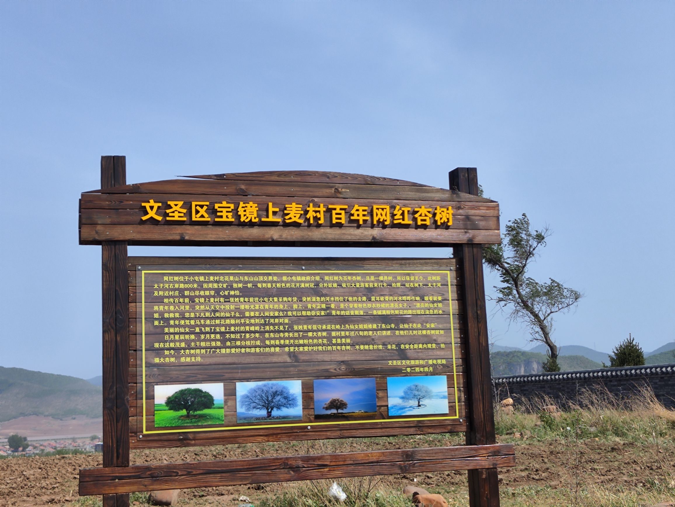 上麦村百年网红杏树旅行图片 1