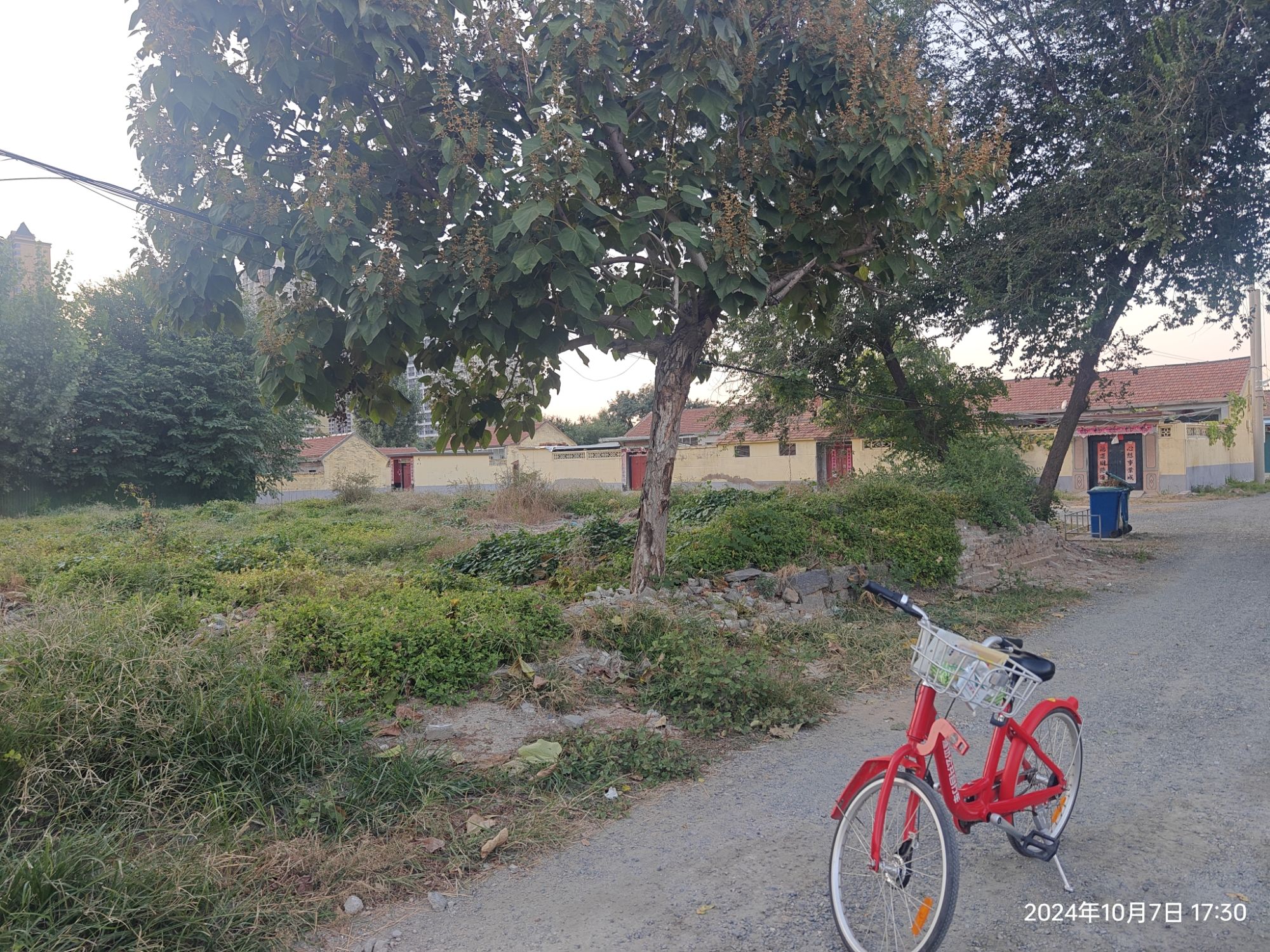 仙公老槐旅行图片