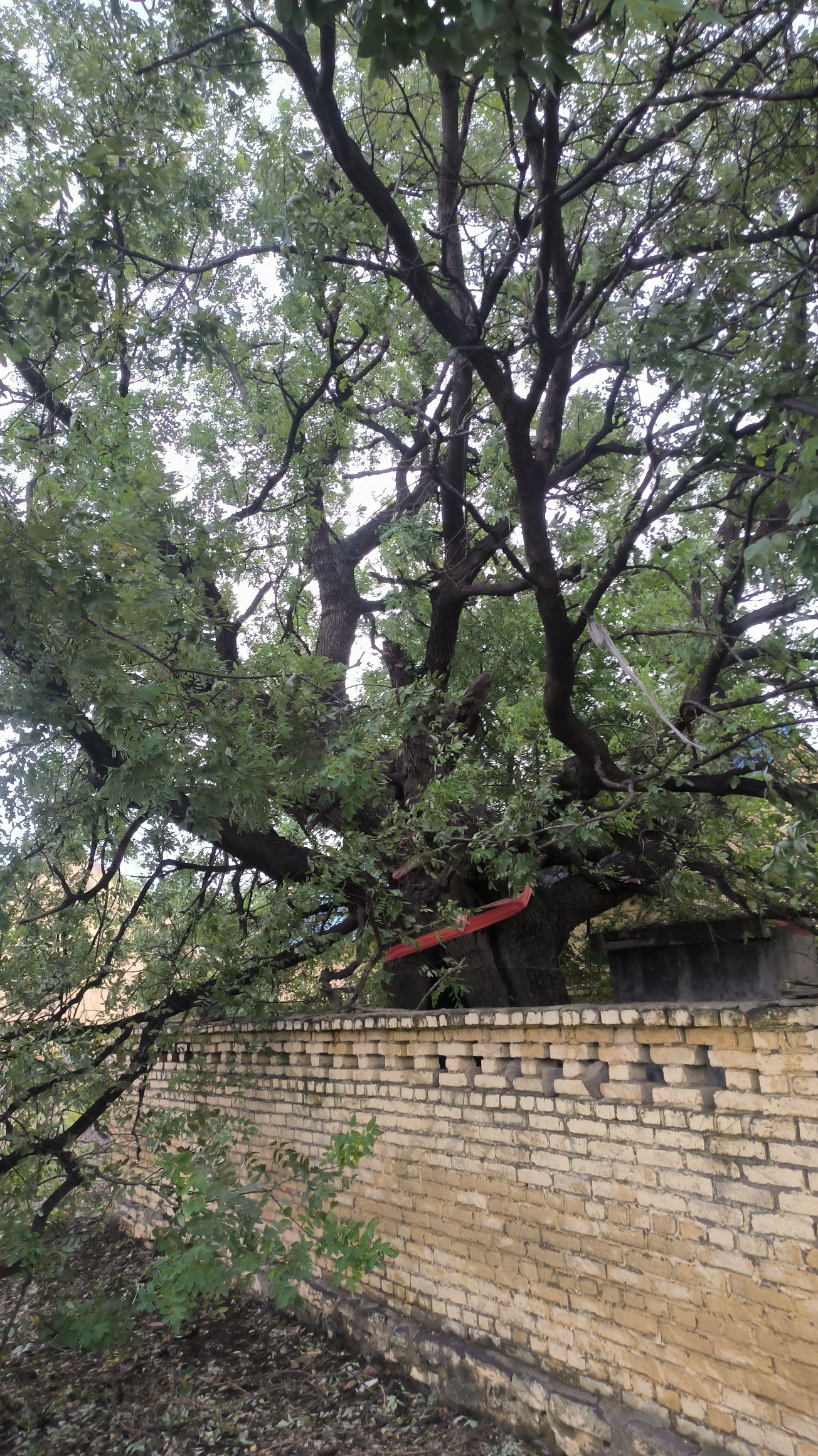 仙公老槐旅行图片 2
