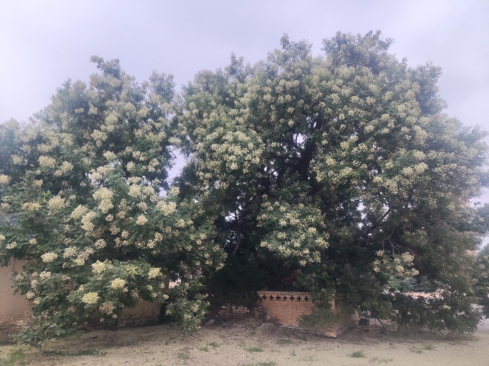 仙公老槐旅行图片 1