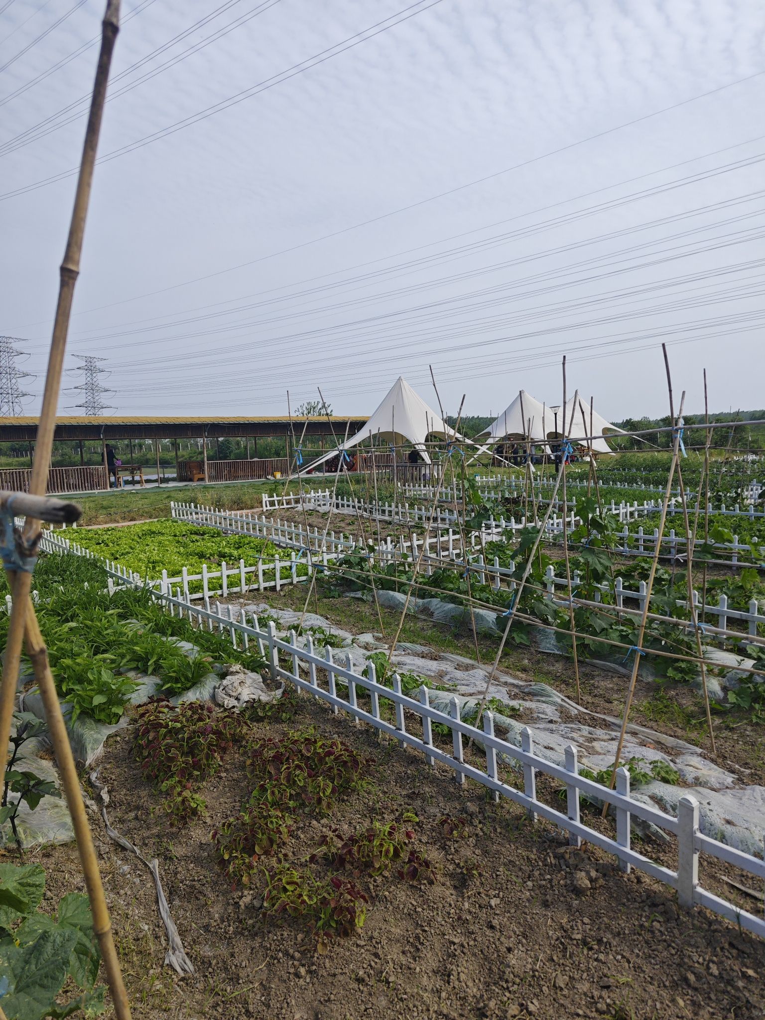 合肥市包河区红林种植家庭农场