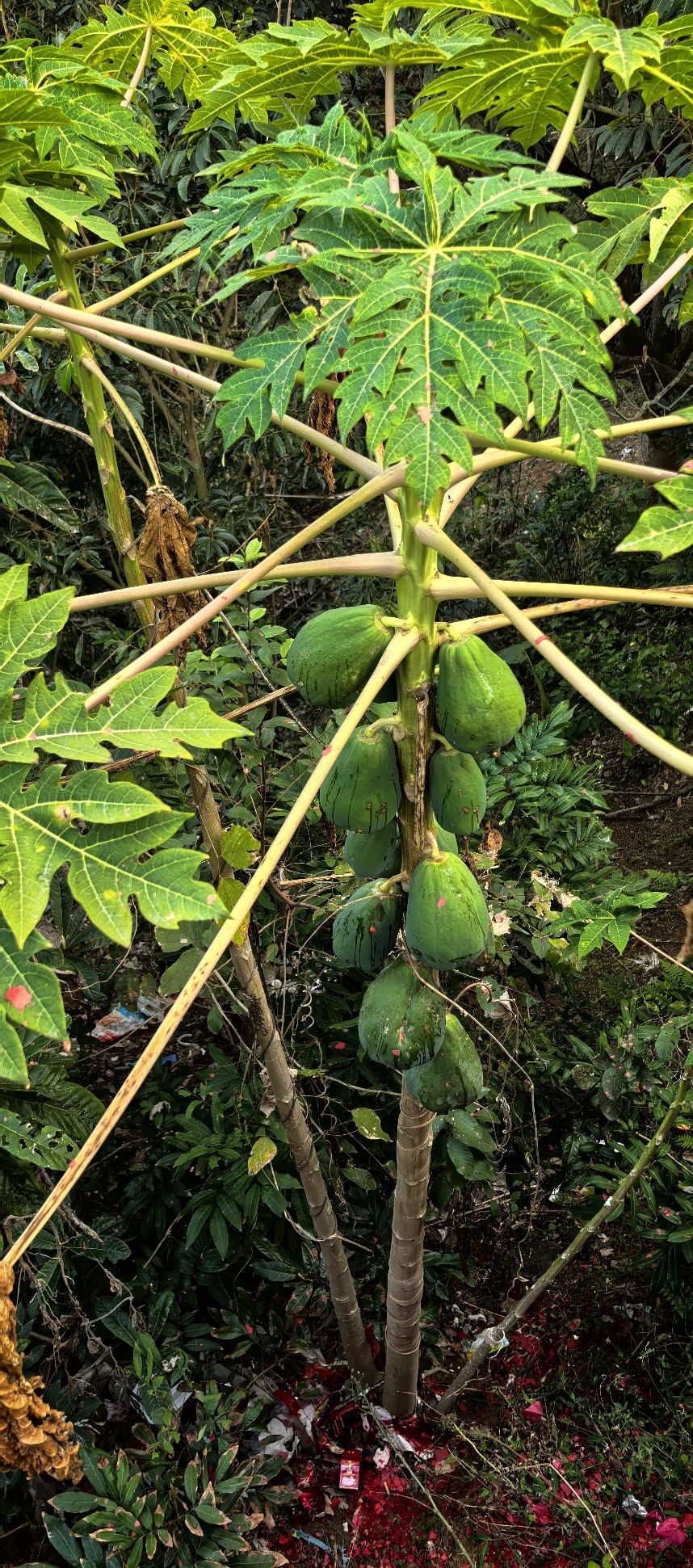忘忧云顶旅行图片 2