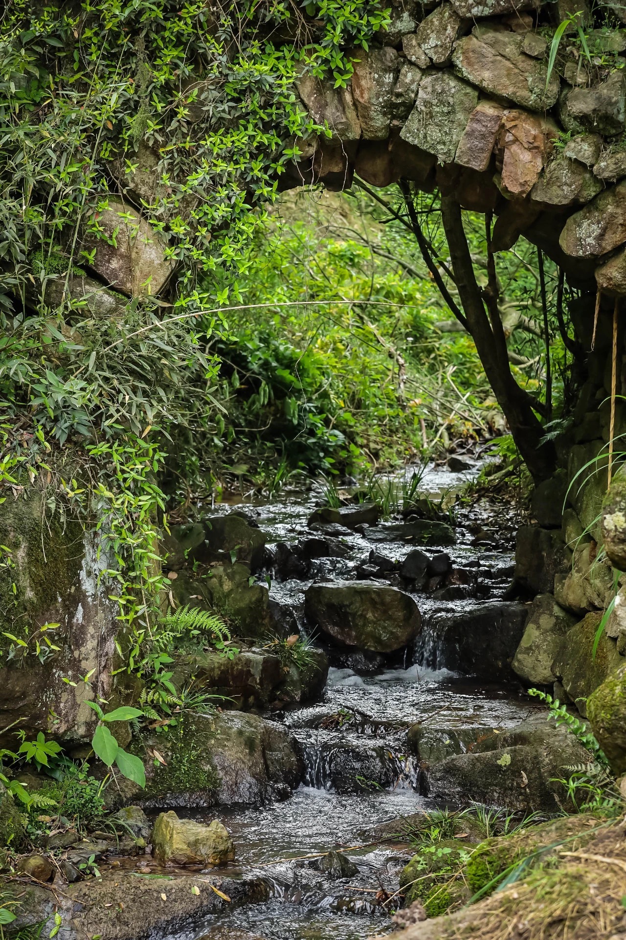 东山古道旅行图片 1