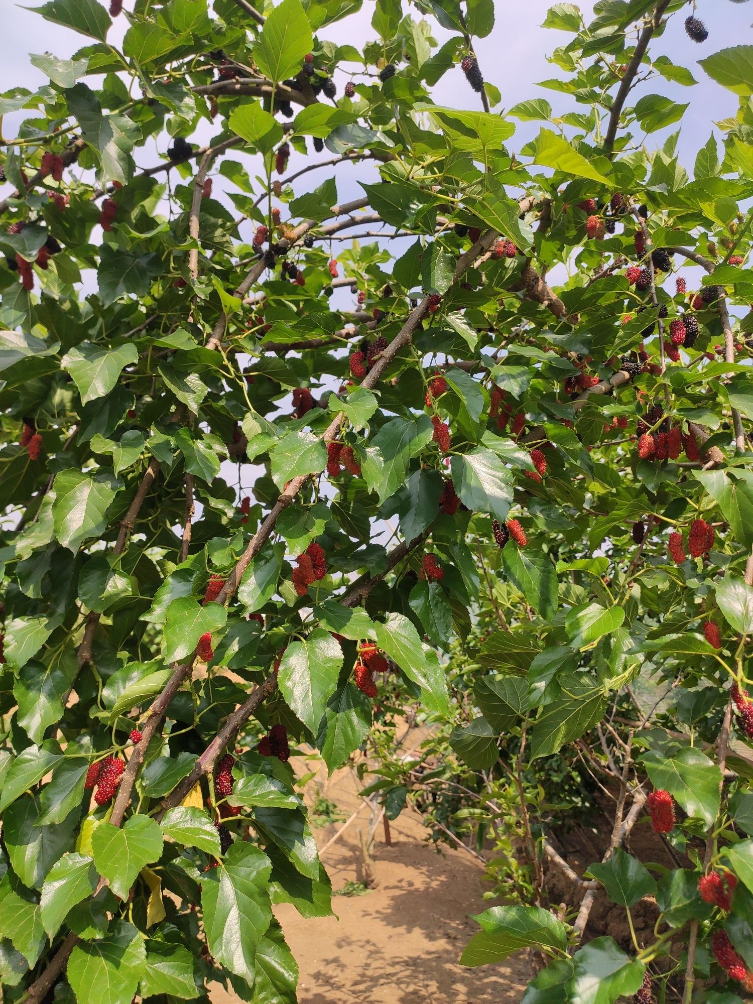 心念樱桃桑葚采摘园