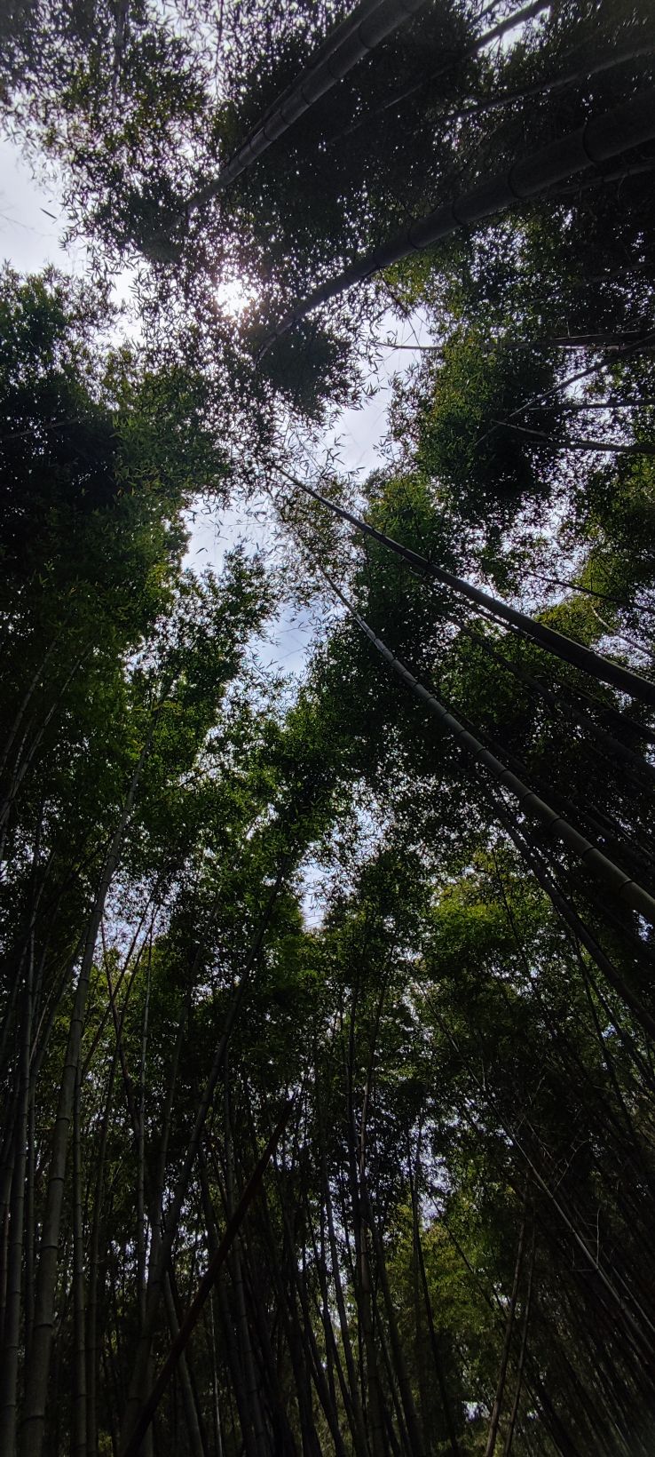 梅坞古道旅行图片 2
