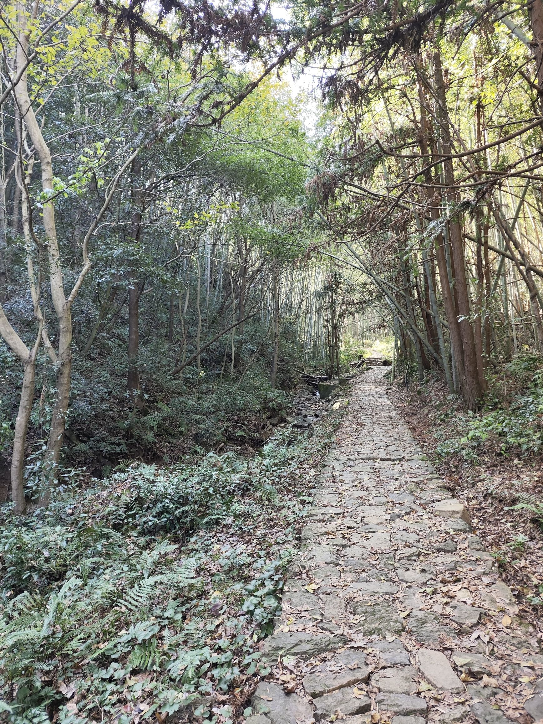 梅坞古道旅行图片 2