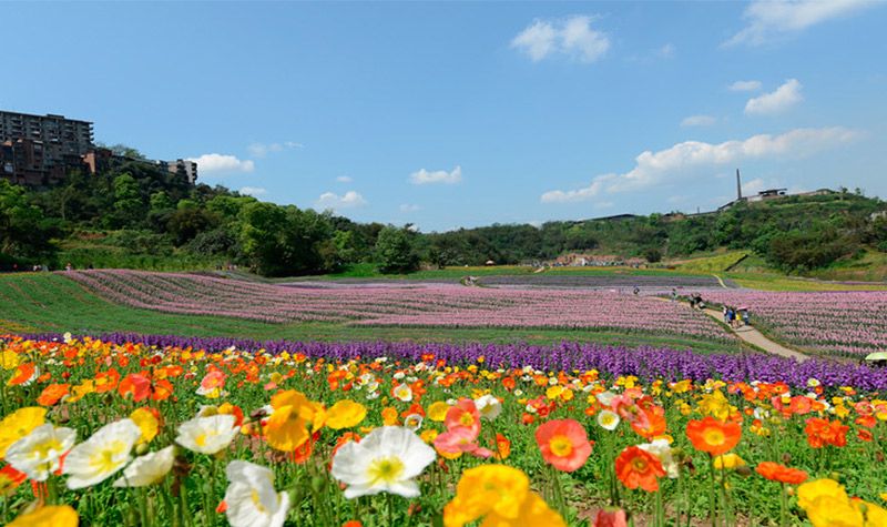 花溪梦田景区旅行图片 1
