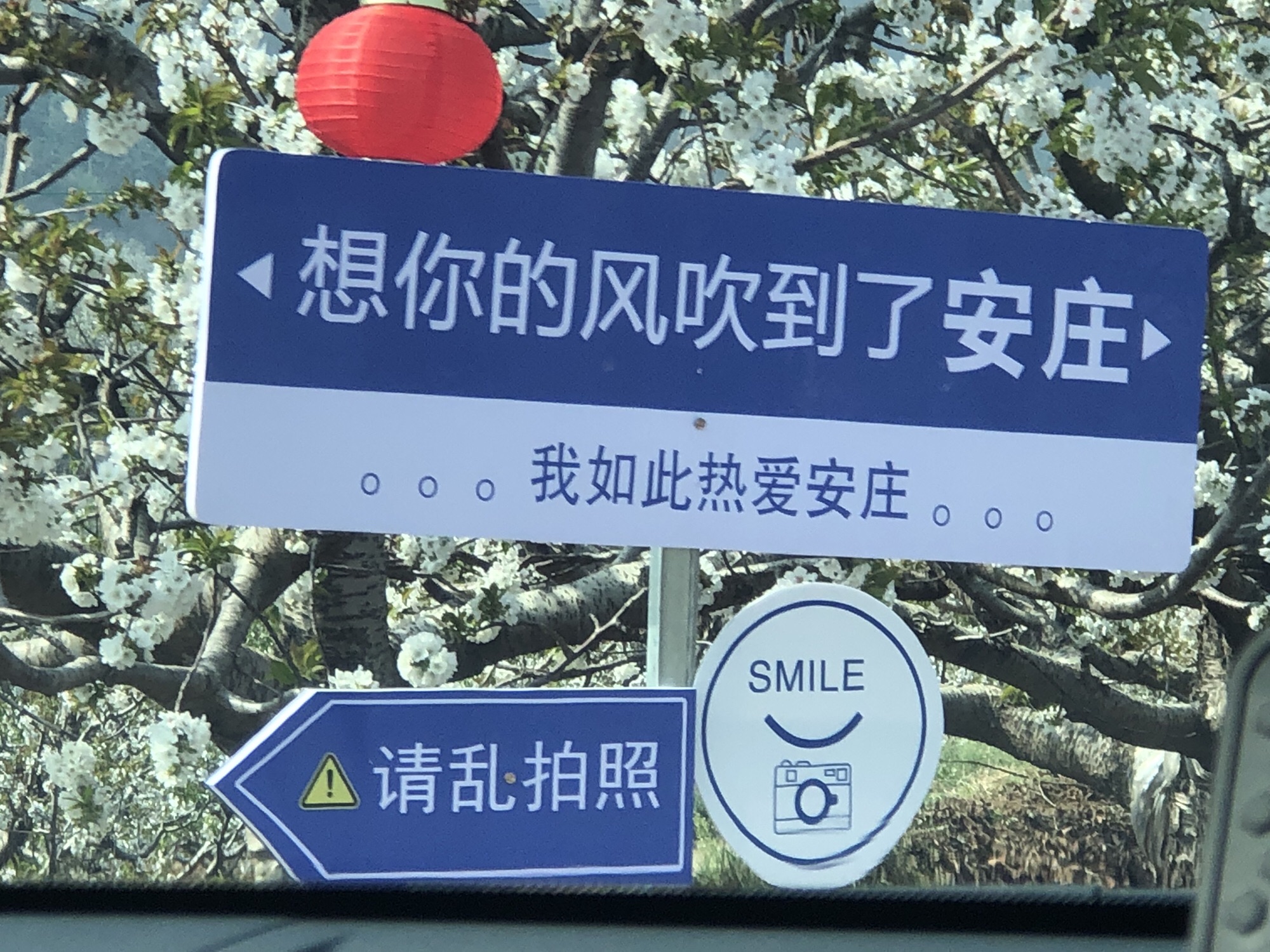 安驾庄镇大樱桃风景区旅行图片 2