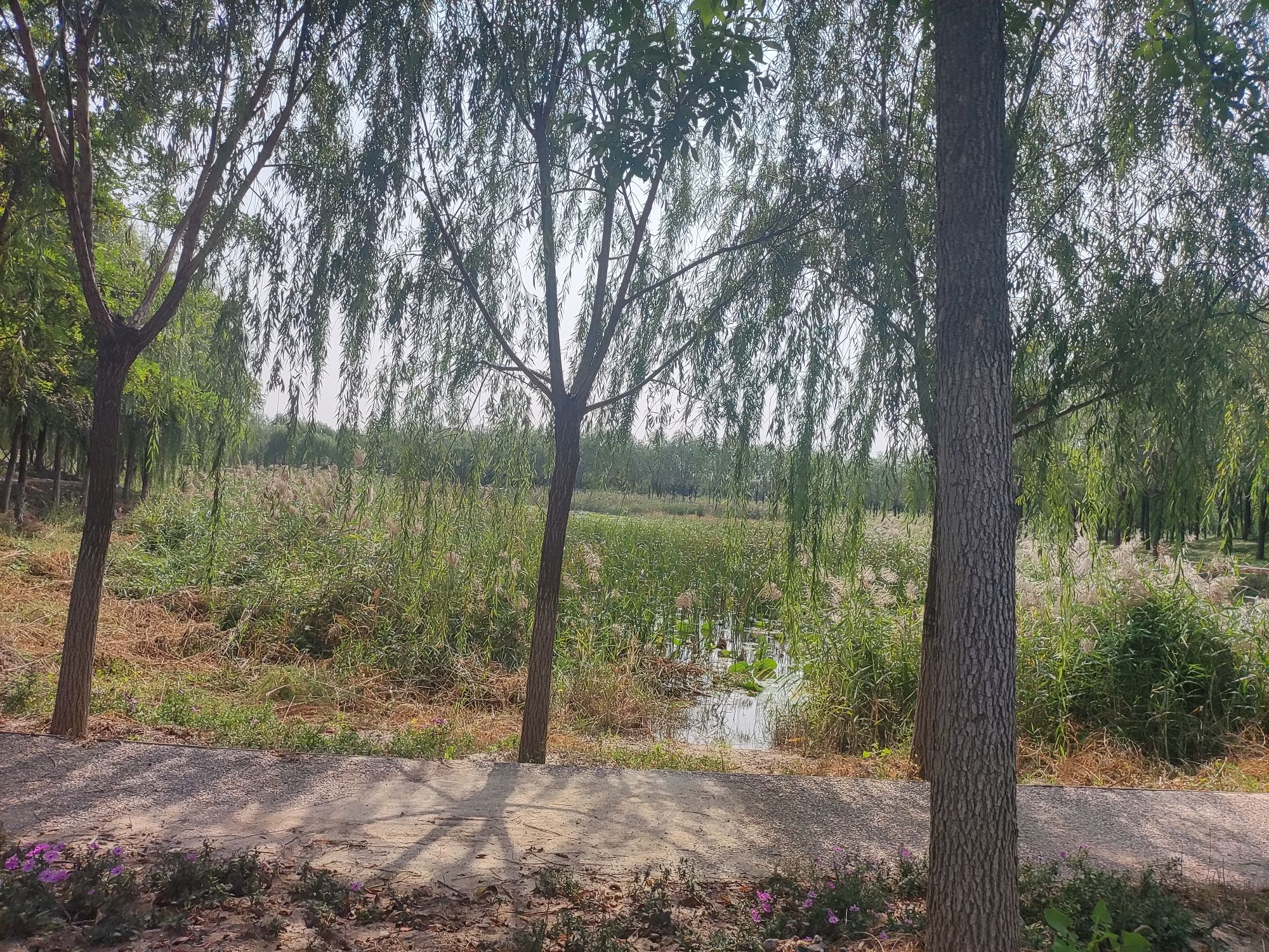 古海岸湿地绿廊旅行图片 1