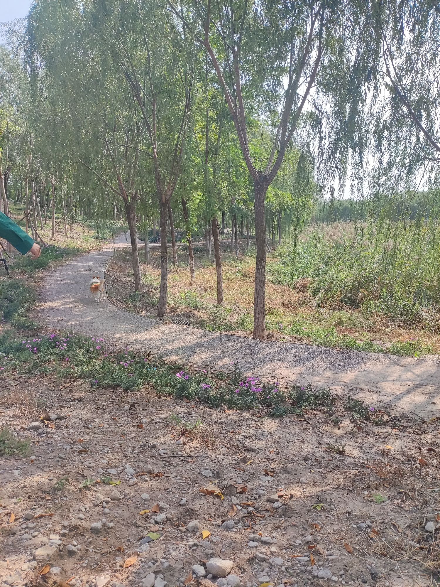 古海岸湿地绿廊旅行图片 3