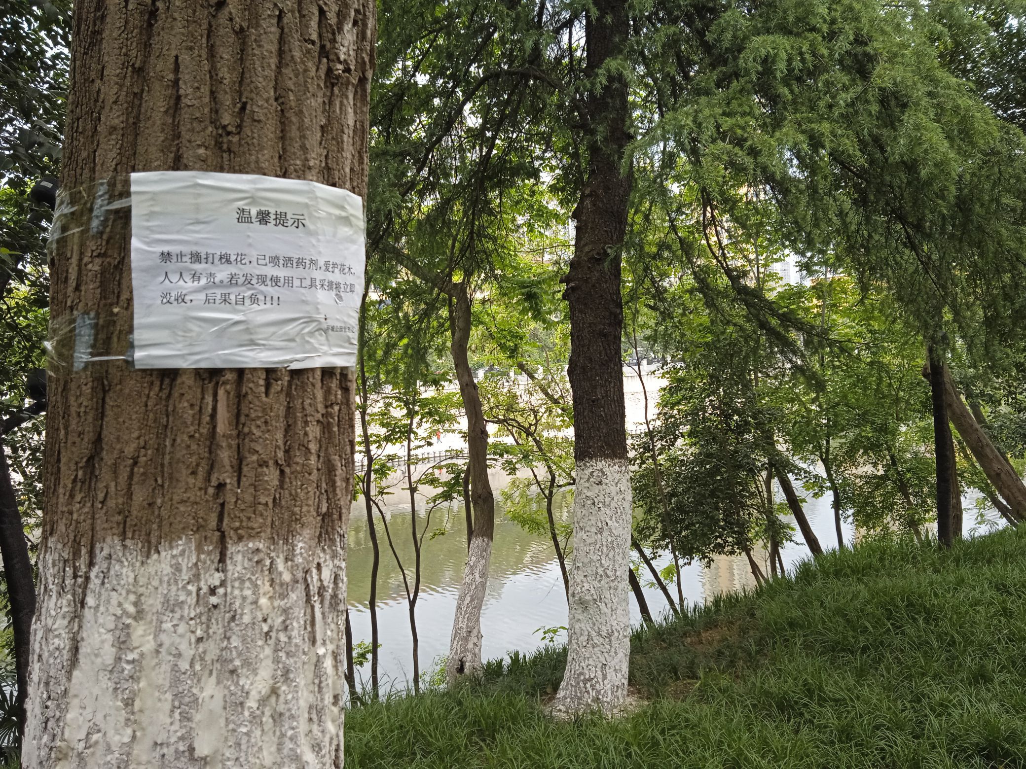 河畔鸢尾景点旅行图片 3