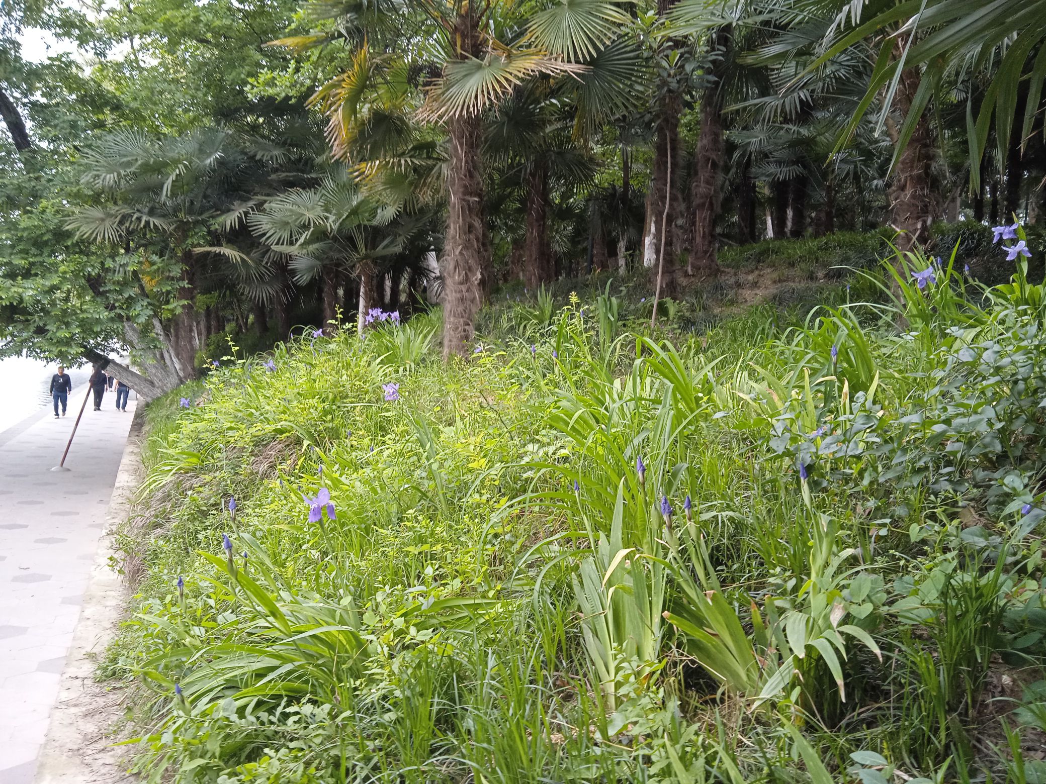 河畔鸢尾景点旅行图片 2