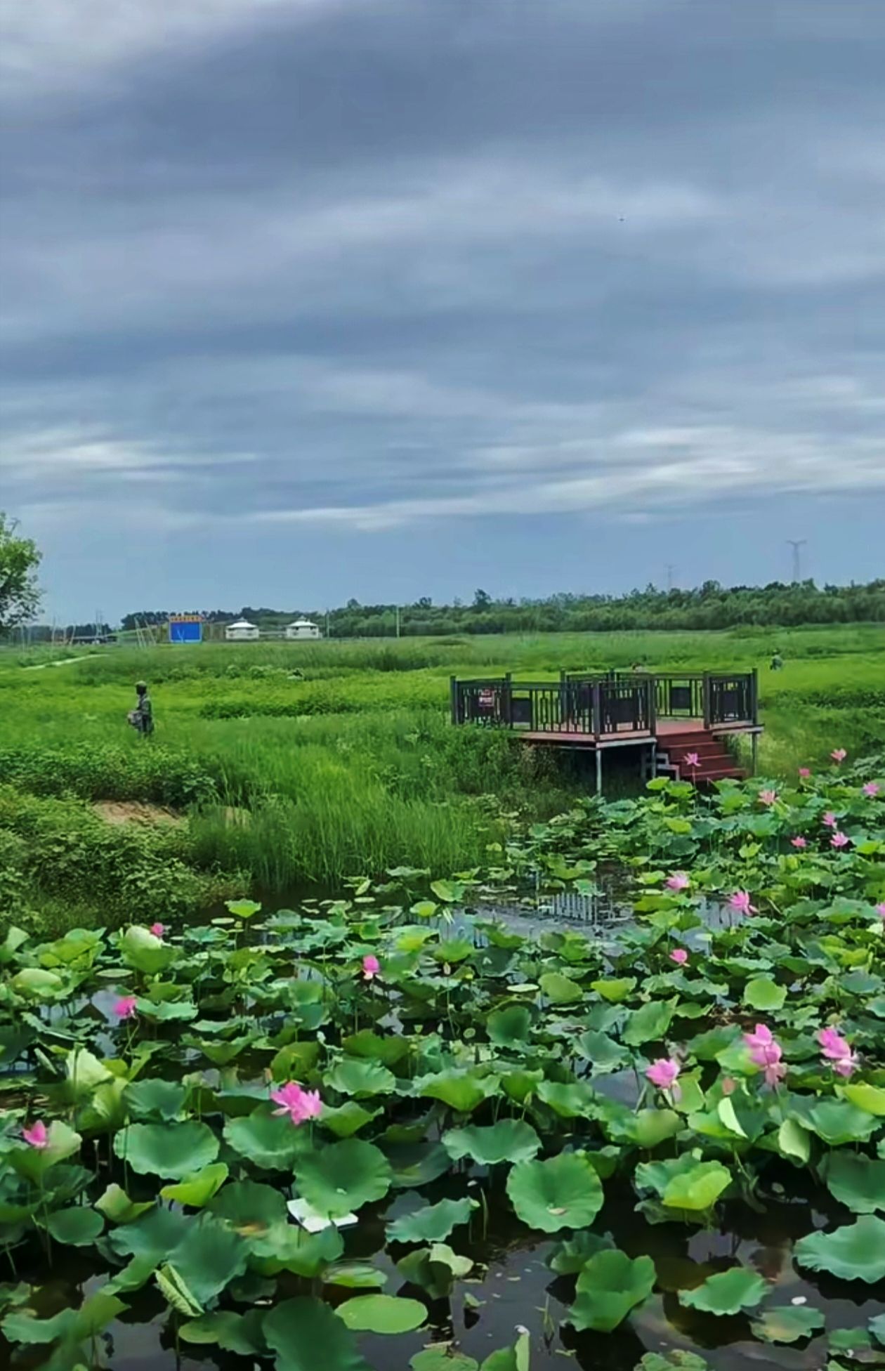 立仓湿地公园旅行图片 1