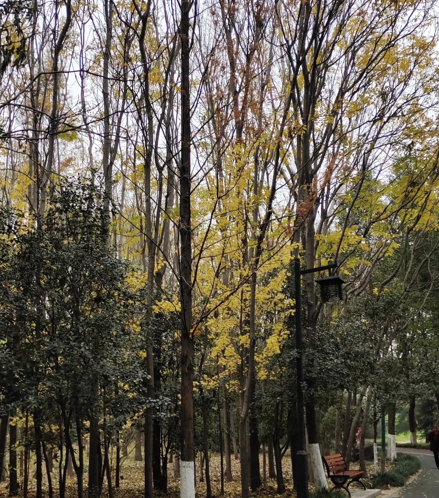 立仓湿地公园旅行图片 3