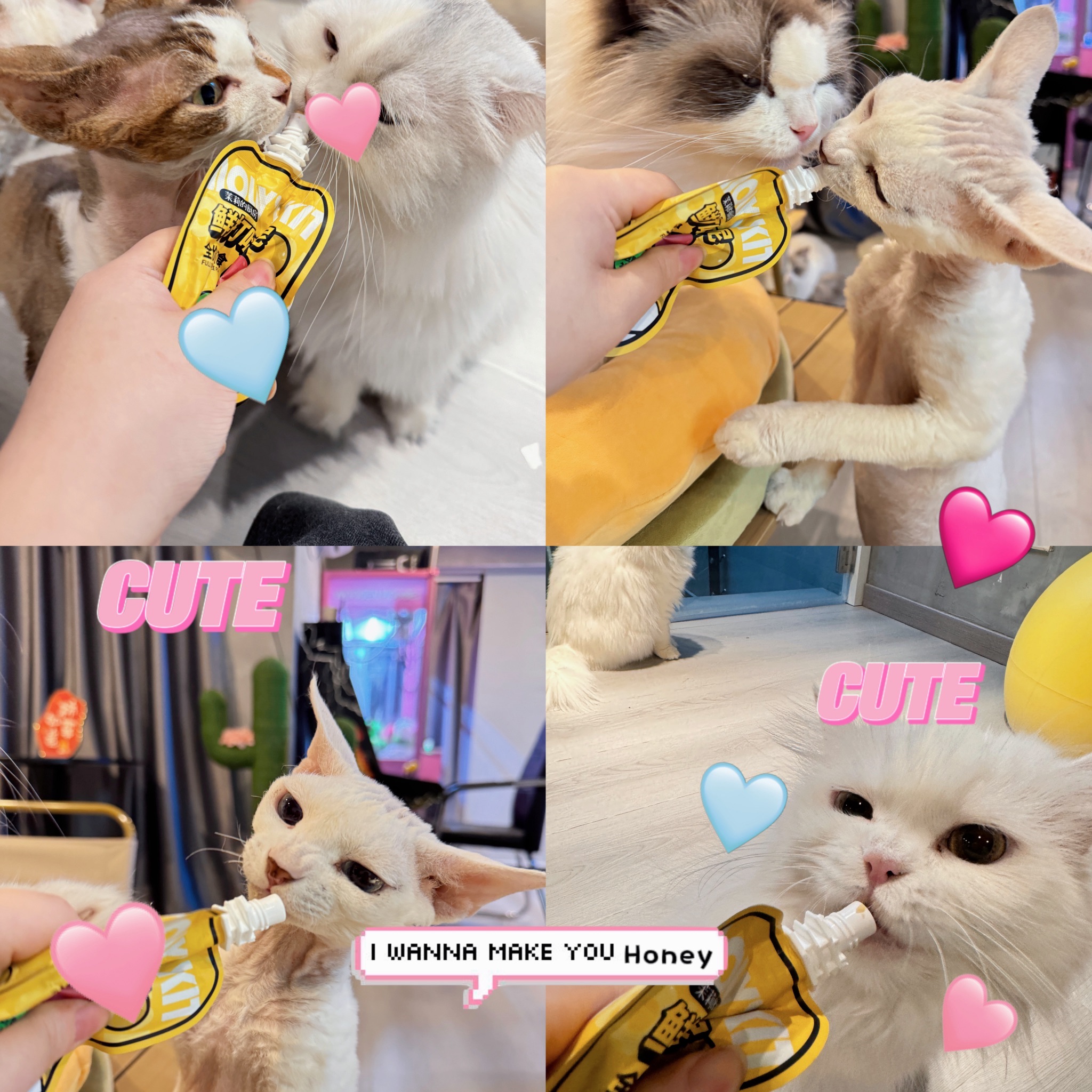 场地封面-超级格子喵·撸猫·棋牌·聚会(暂停营业)