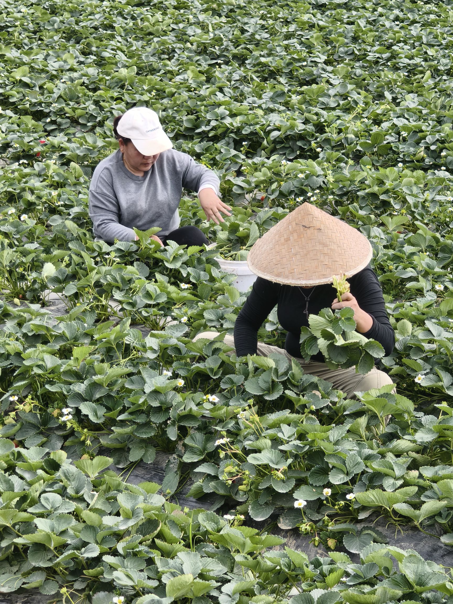 稻香塔旅行图片 2