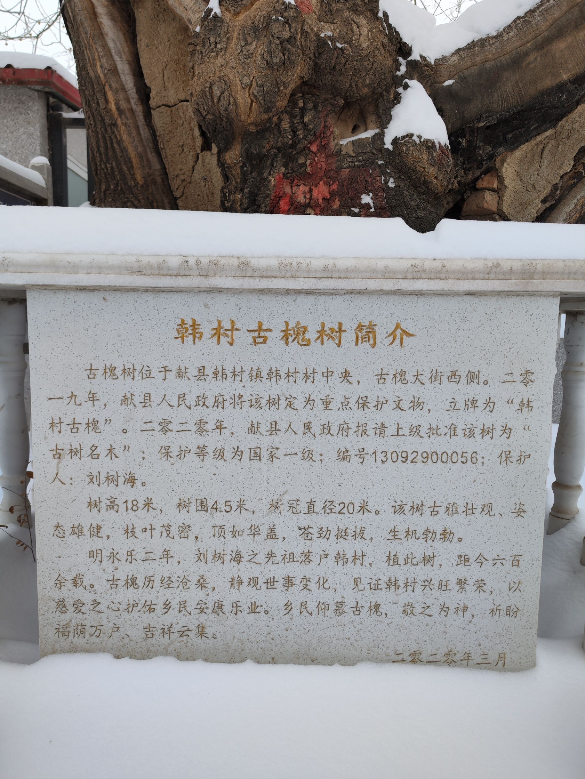 韩村古槐旅行图片 3