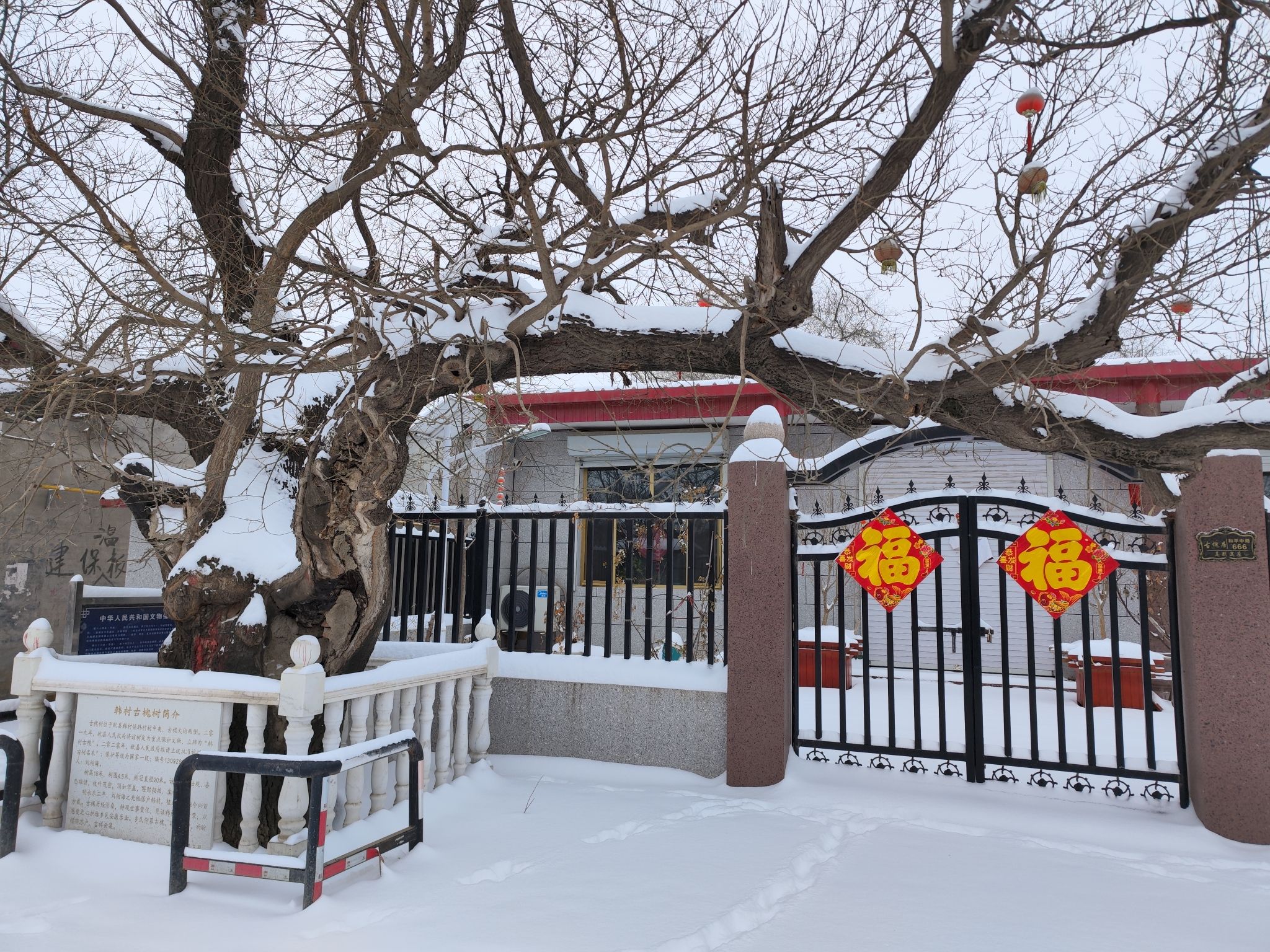韩村古槐旅行图片 1