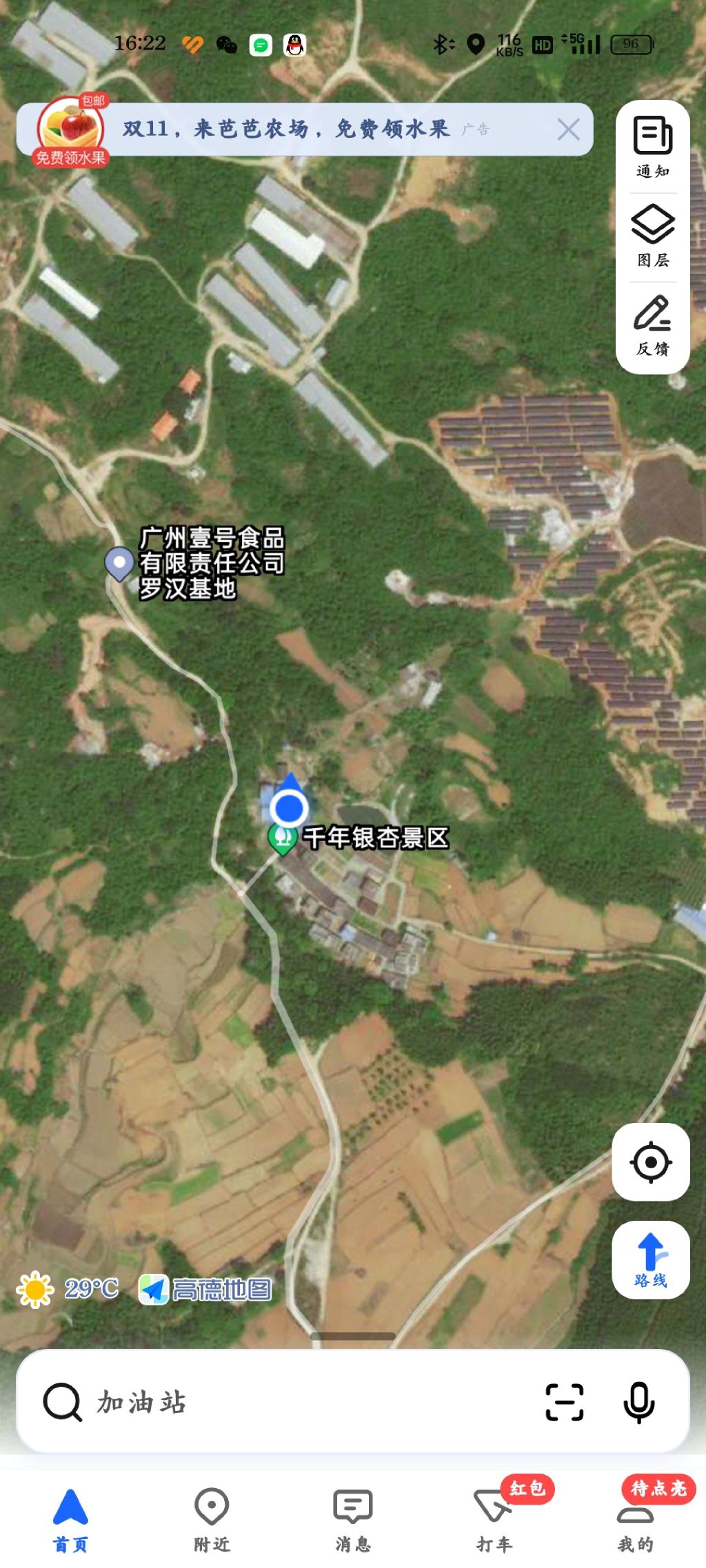千年银杏景区旅行图片 1