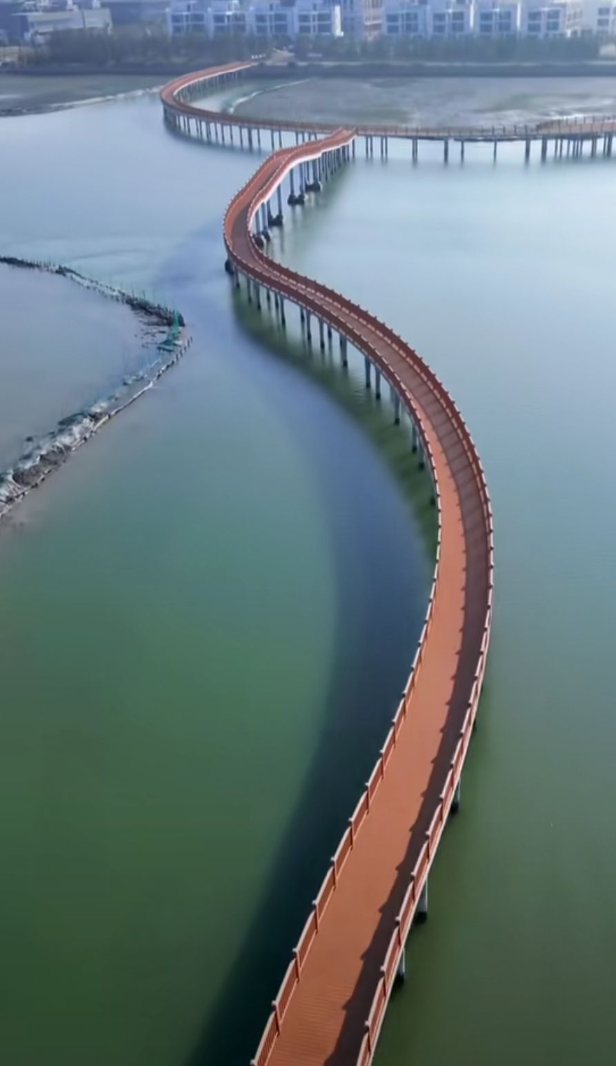 埔头村红杉林木栈道旅行图片 3