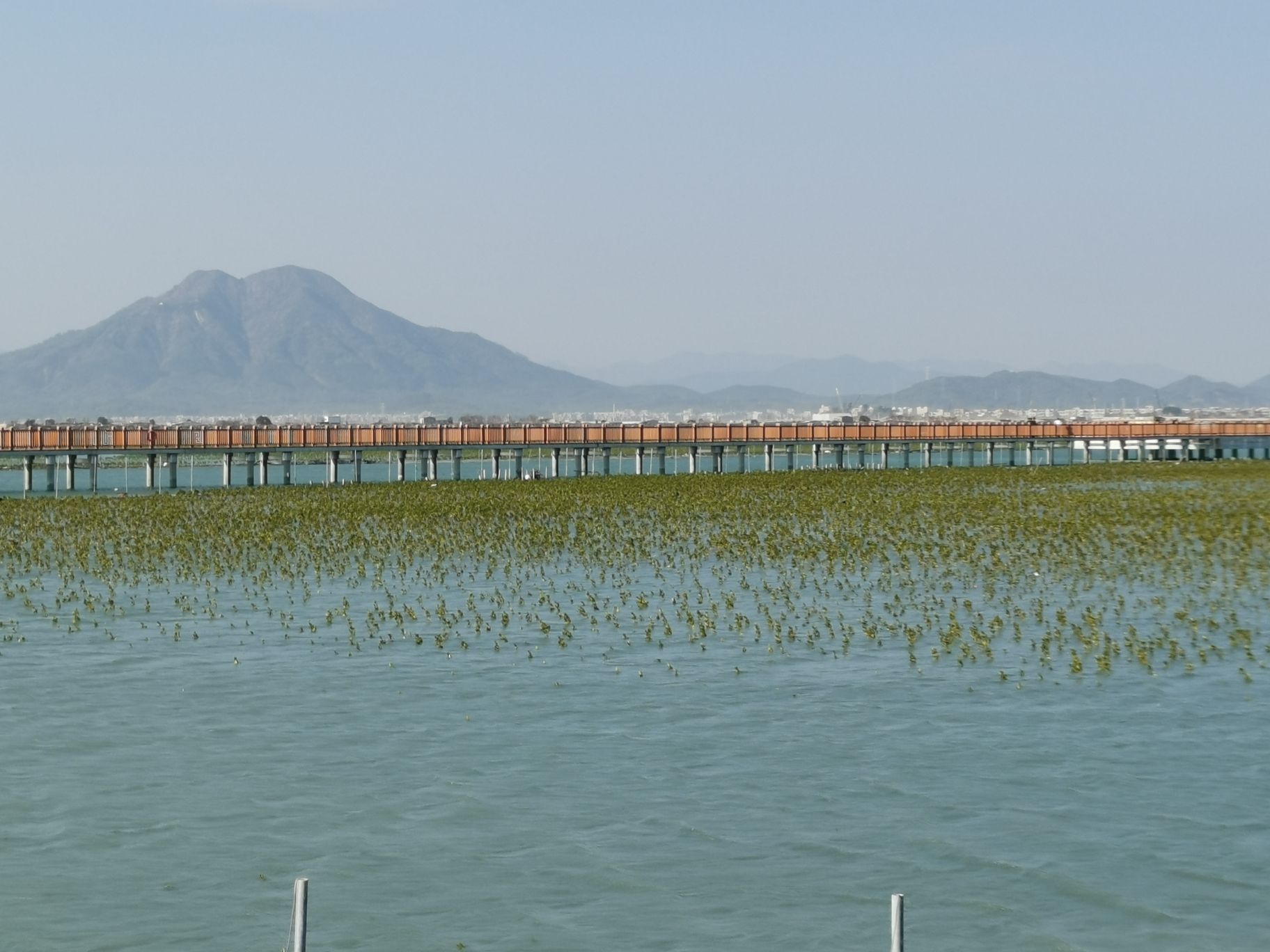 埔头村红杉林木栈道旅行图片 3