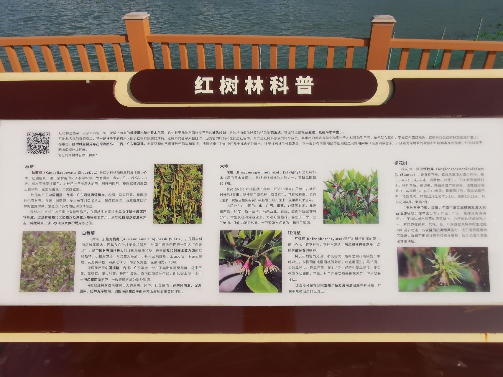 埔头村红杉林木栈道旅行图片 2