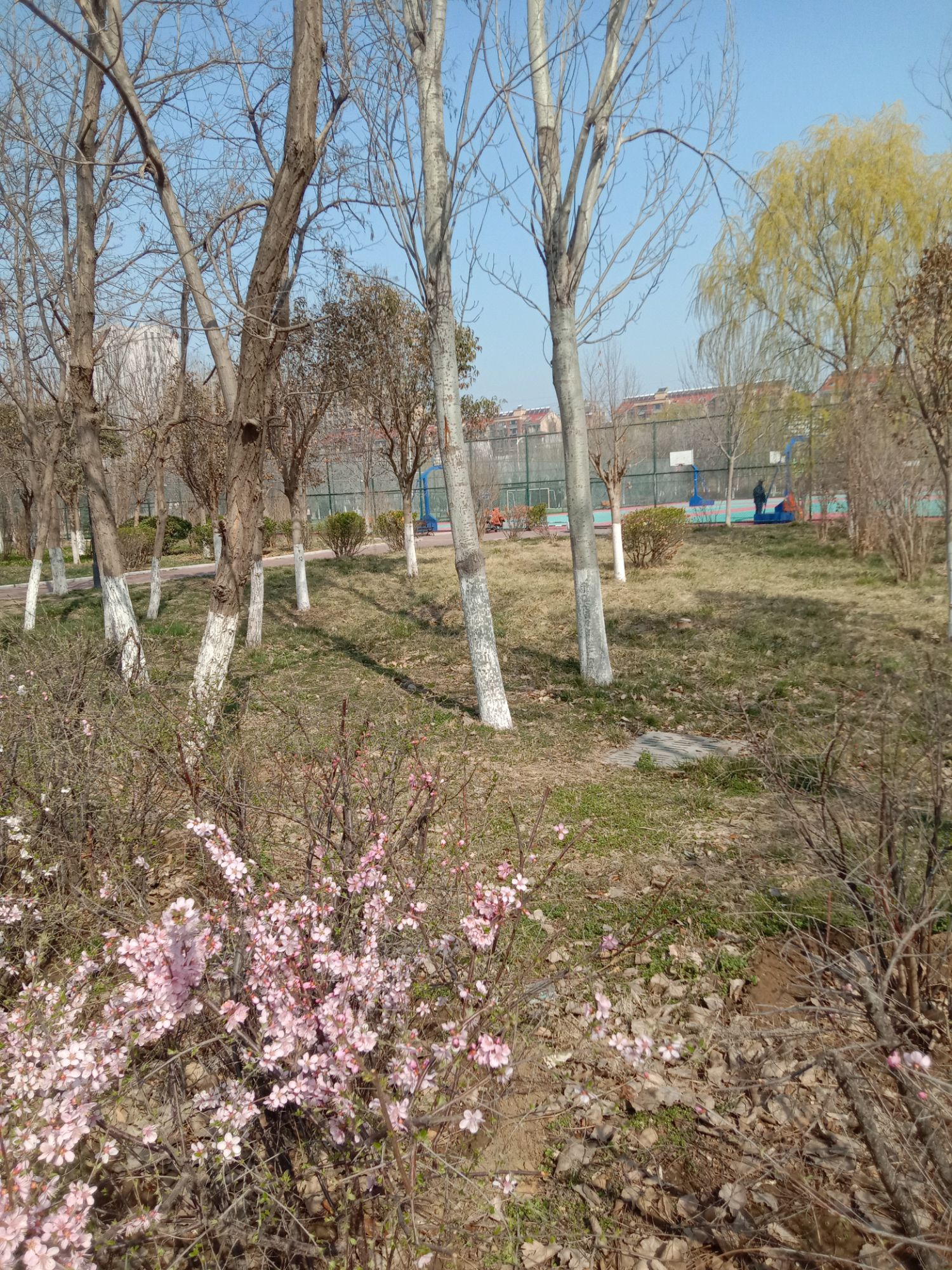 平度市健身主题公园旅行图片 1