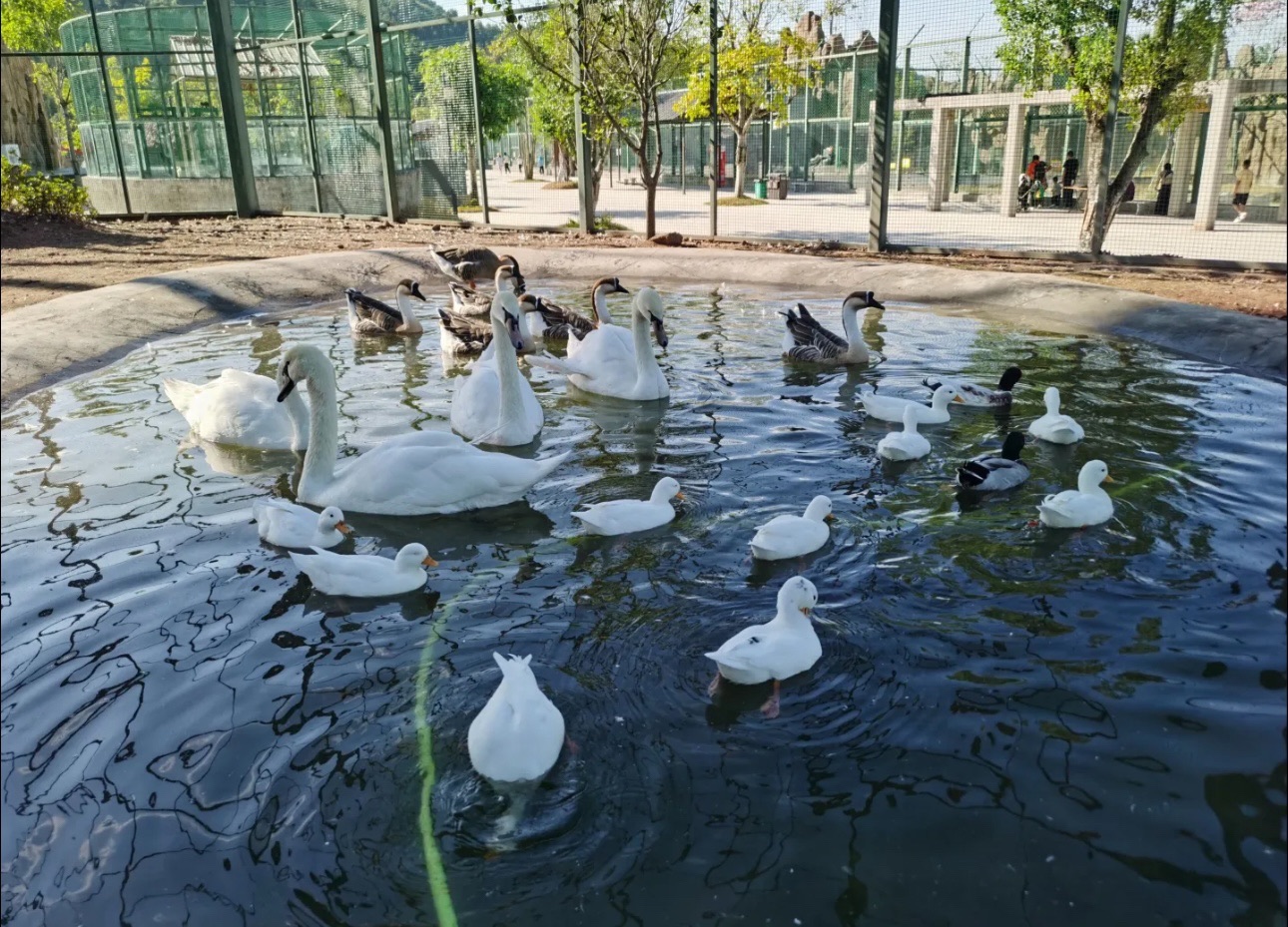 玖崇湖动物世界游乐园