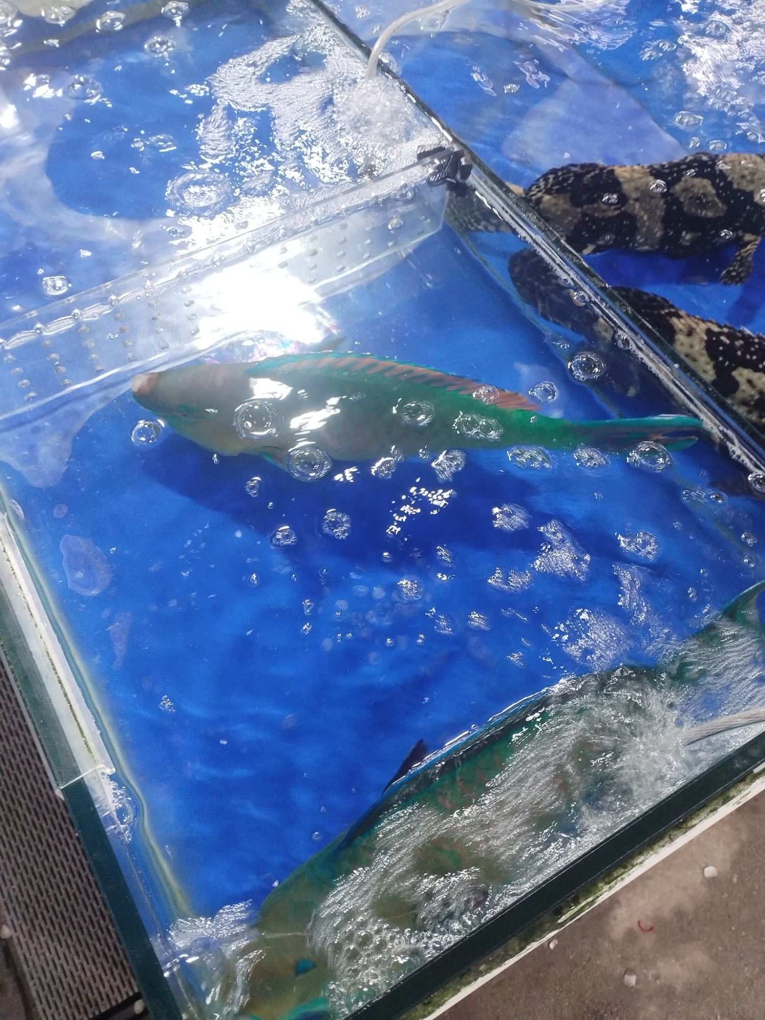大海星川味海鲜加工店