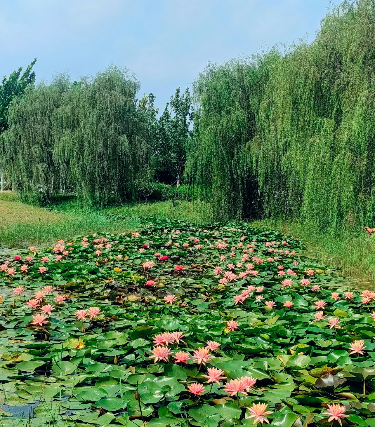 永定公园旅行图片 1
