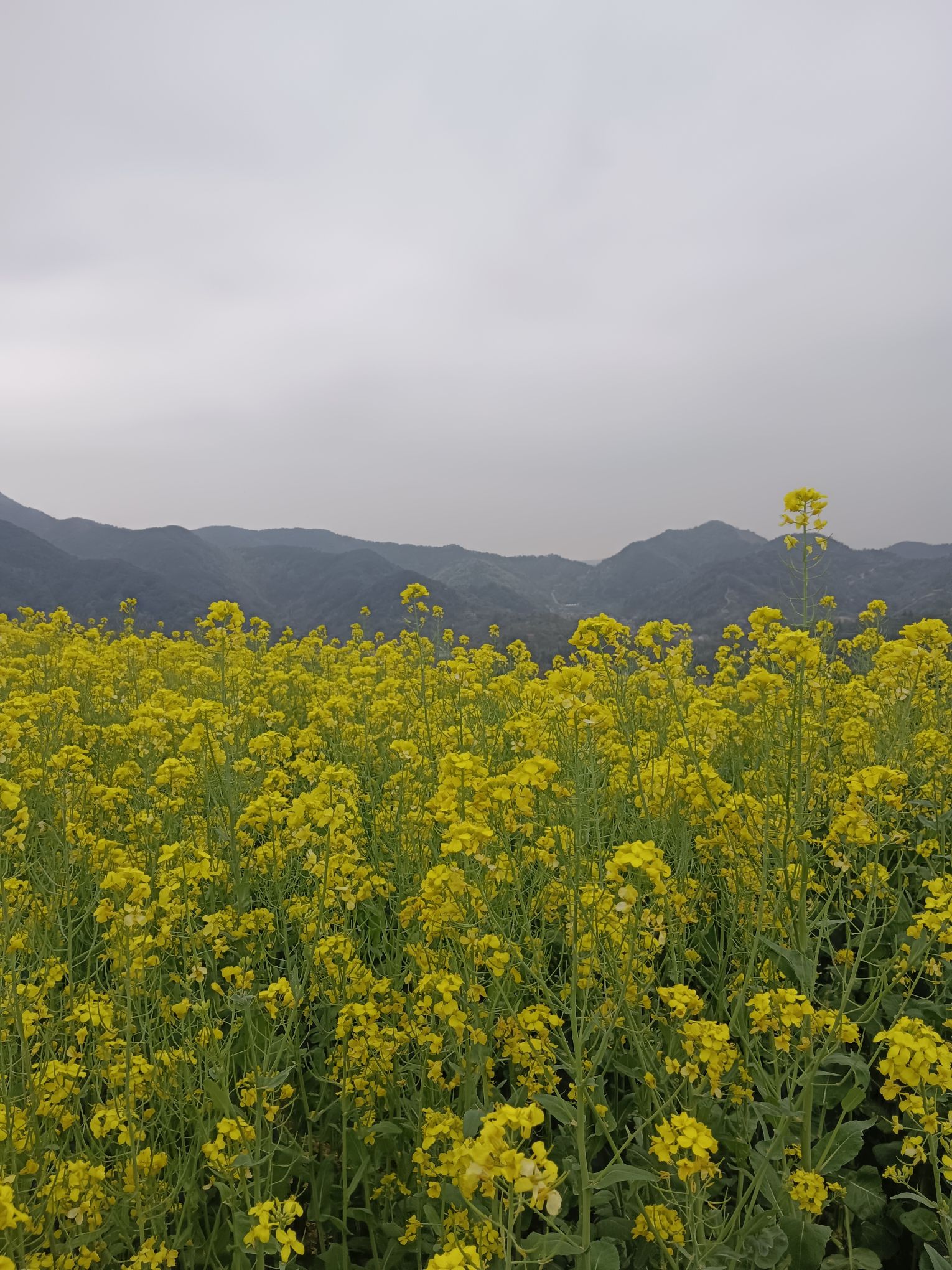 山里王观景台旅行图片 1