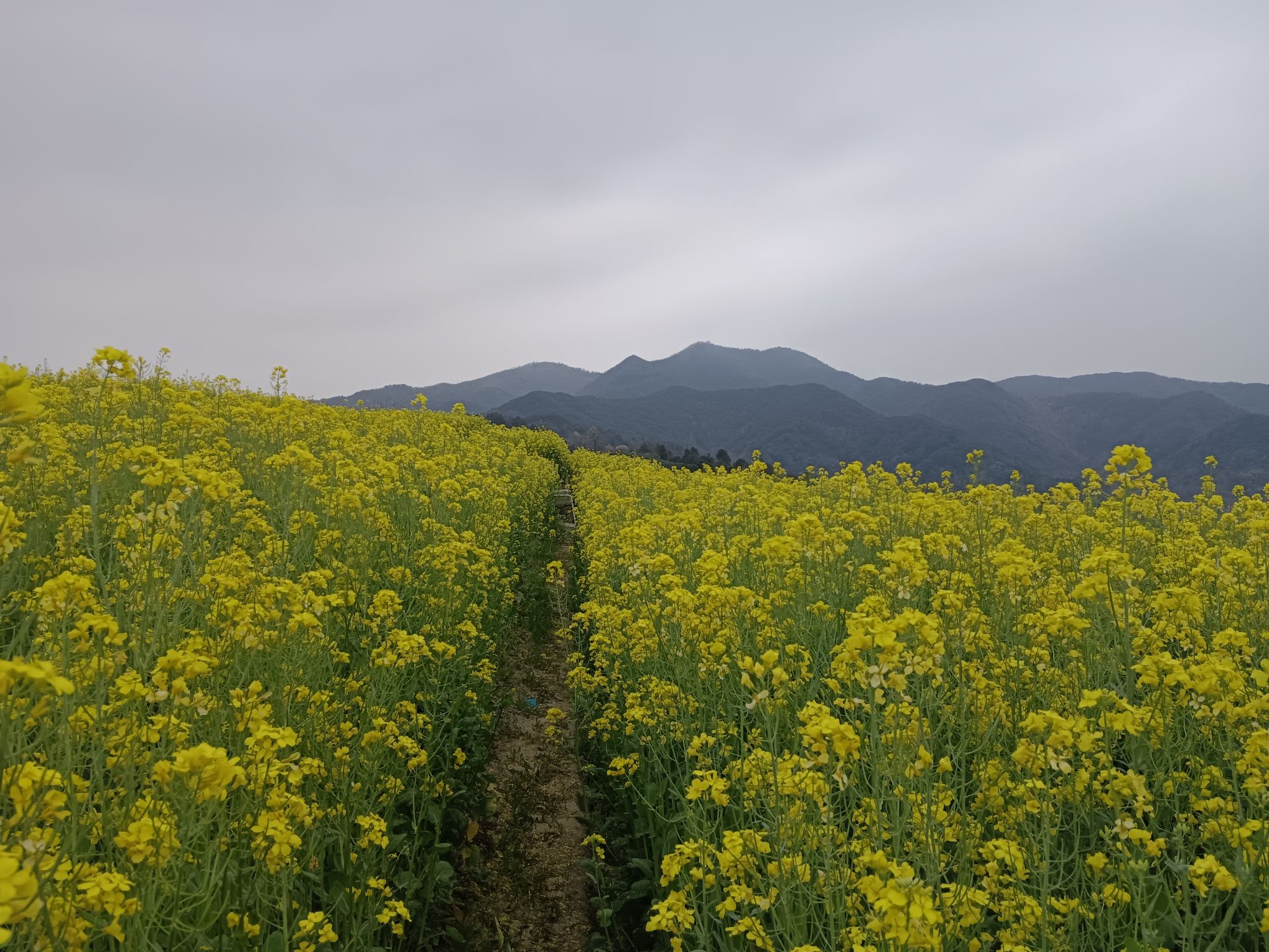 山里王观景台旅行图片 2