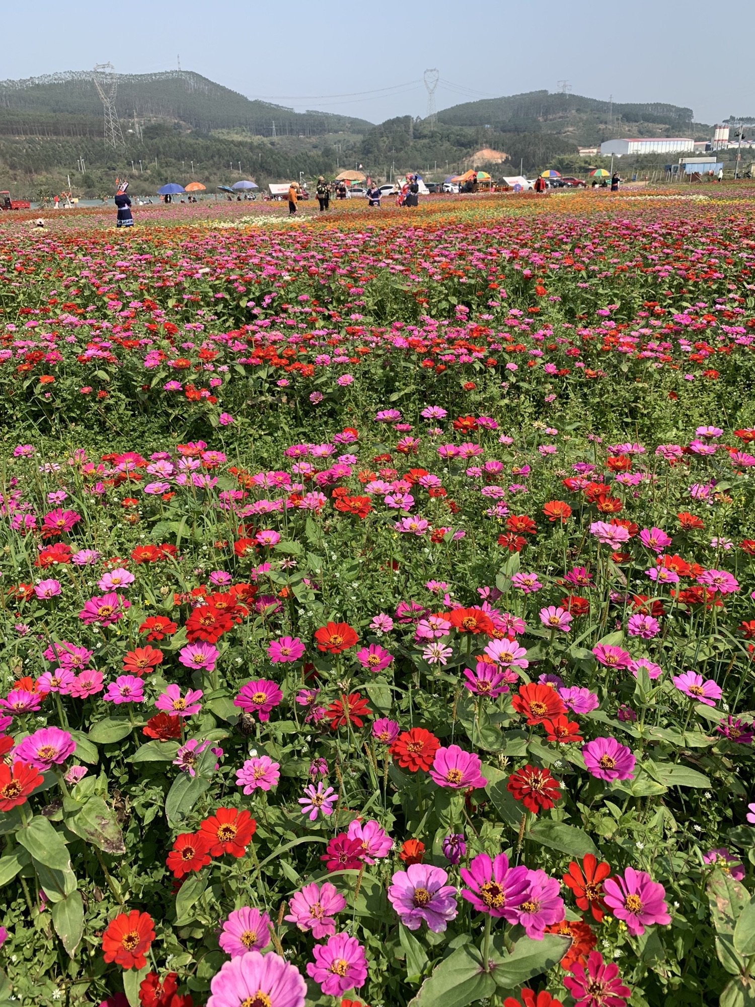 白露园花海旅行图片 1