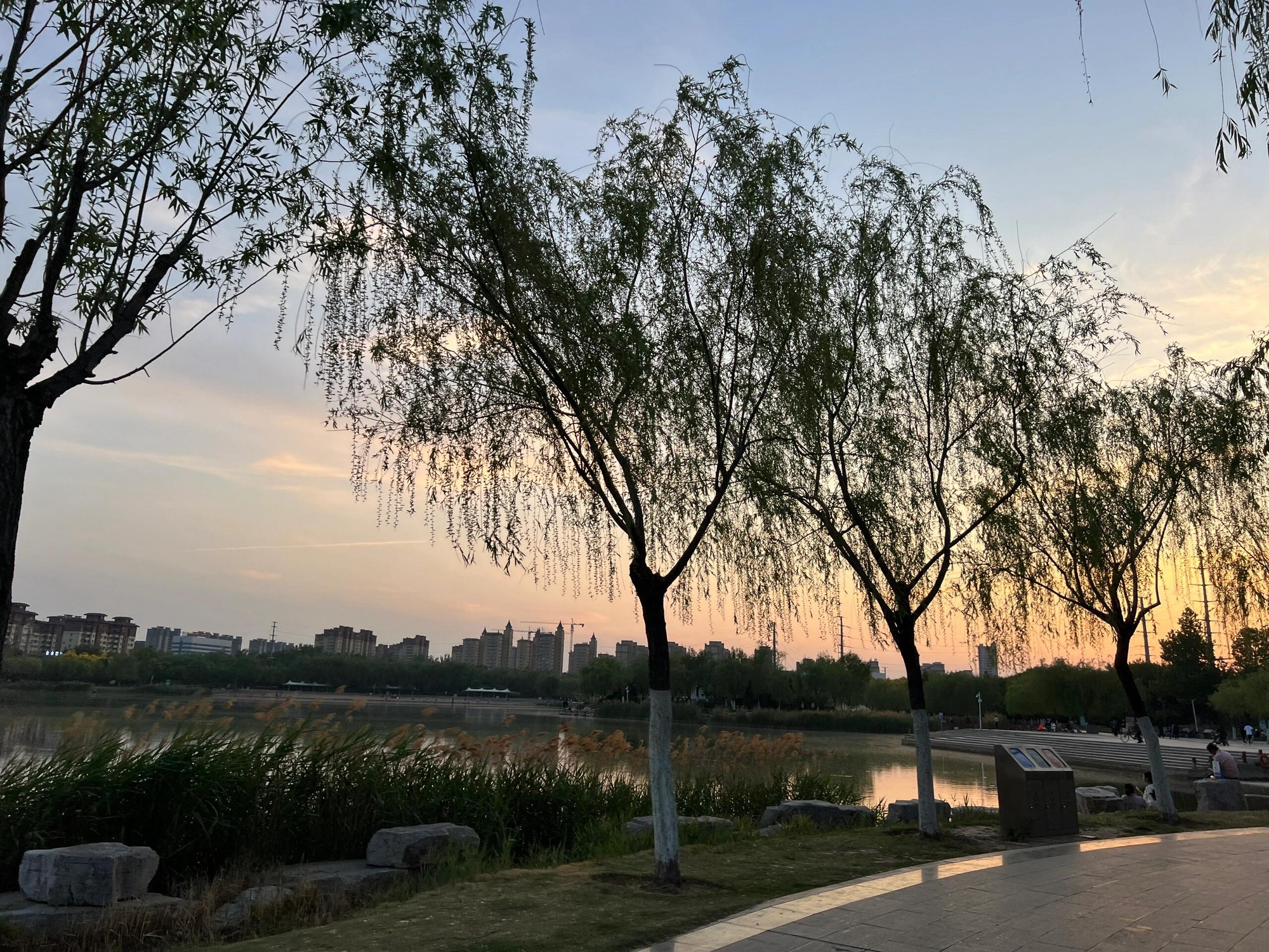 阳谷南湖旅行图片 3