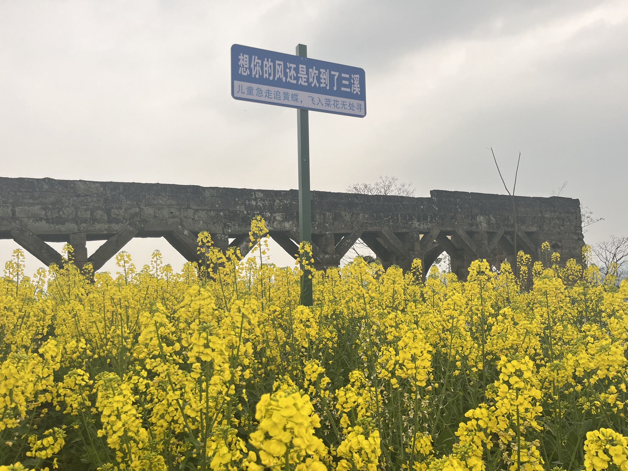 武胜县三溪镇石亭花海旅行图片 3