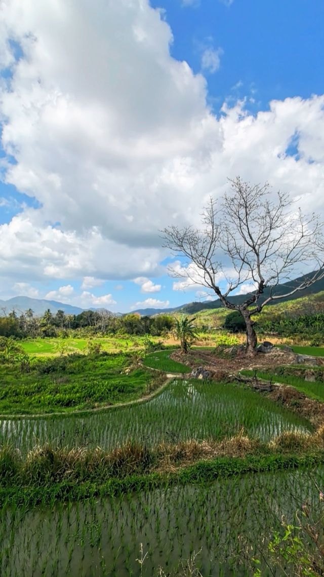 宝山梯田