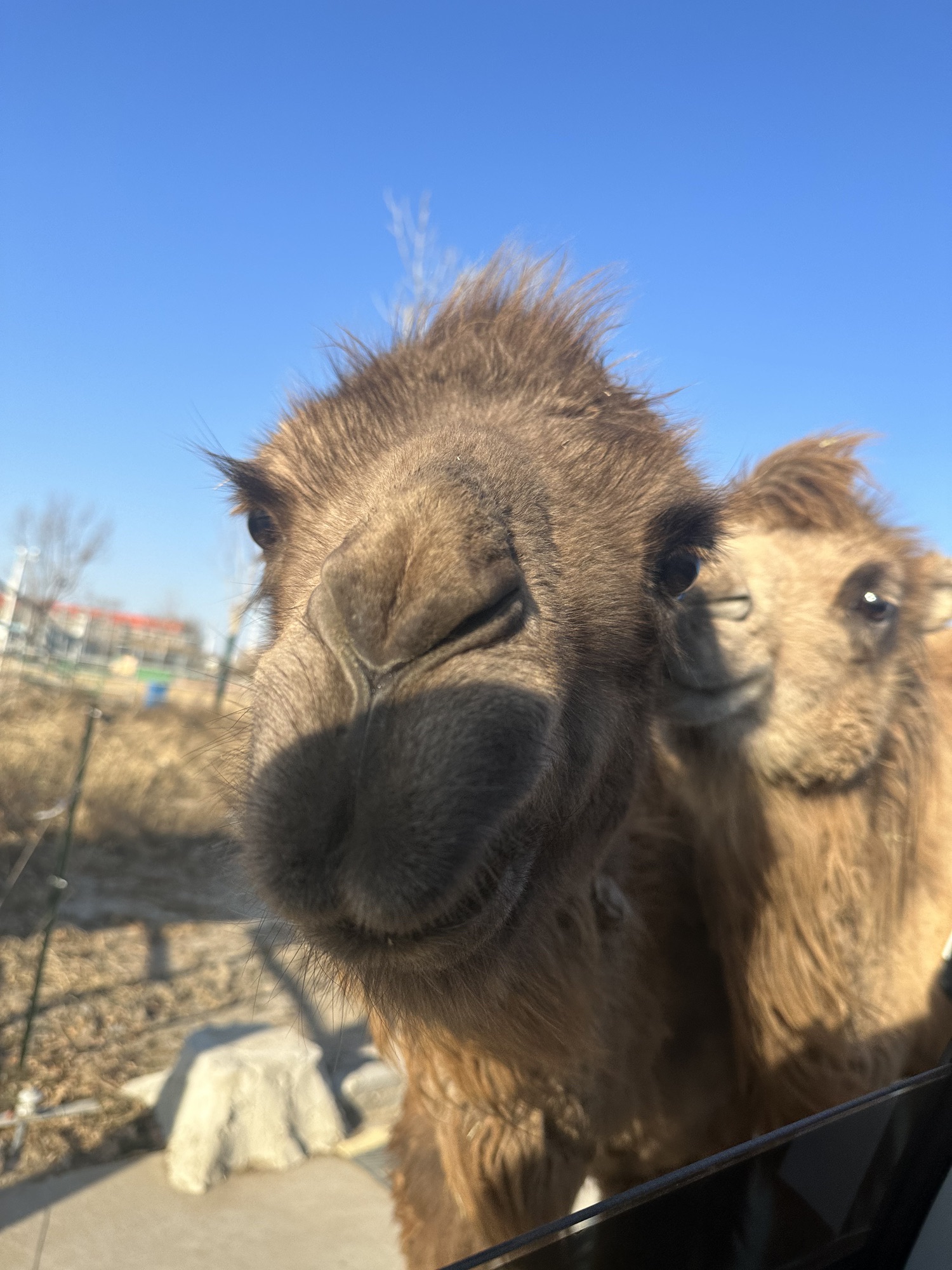 天津野生动物园旅行图片 1