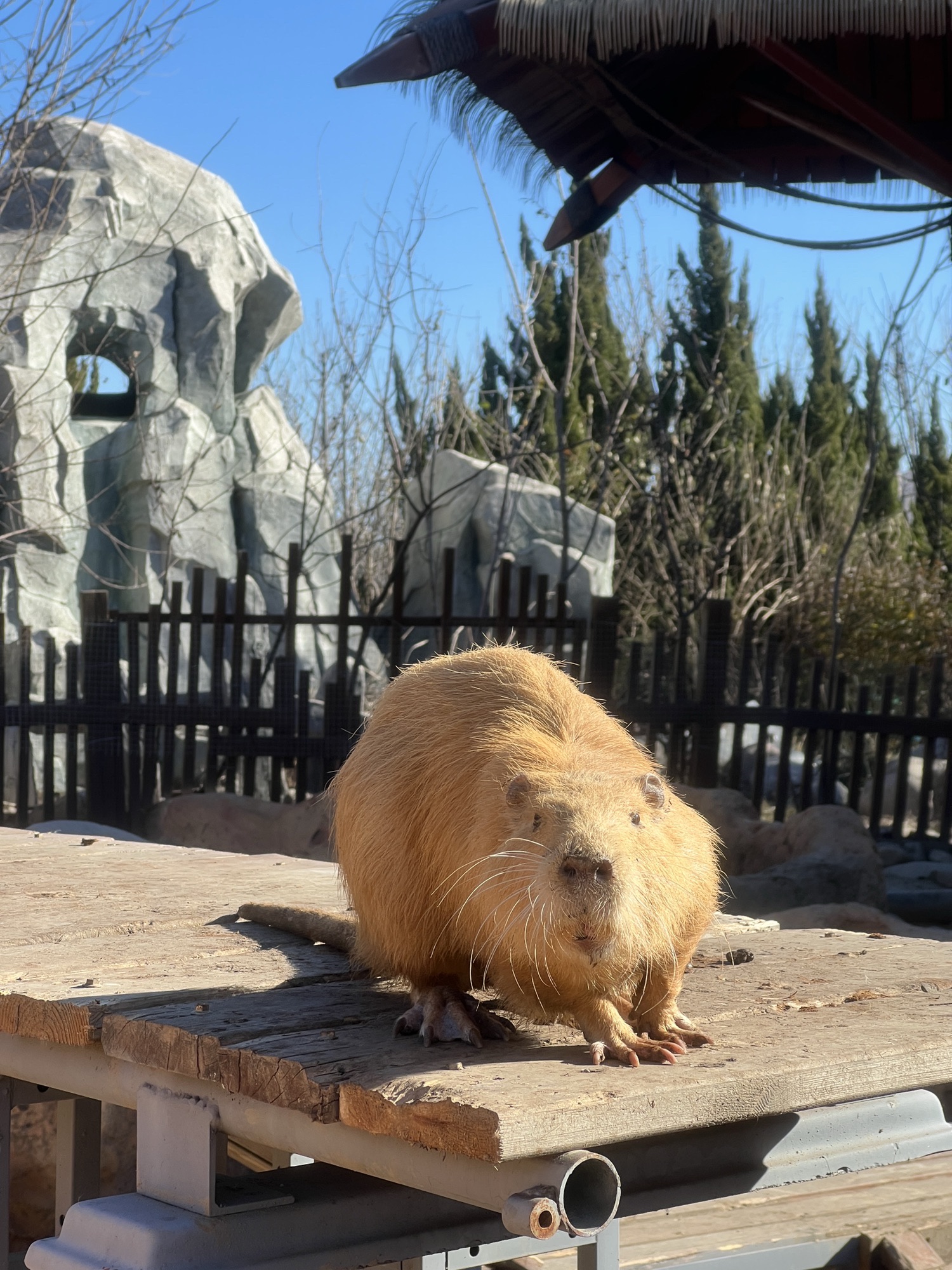 天津野生动物园旅行图片 2