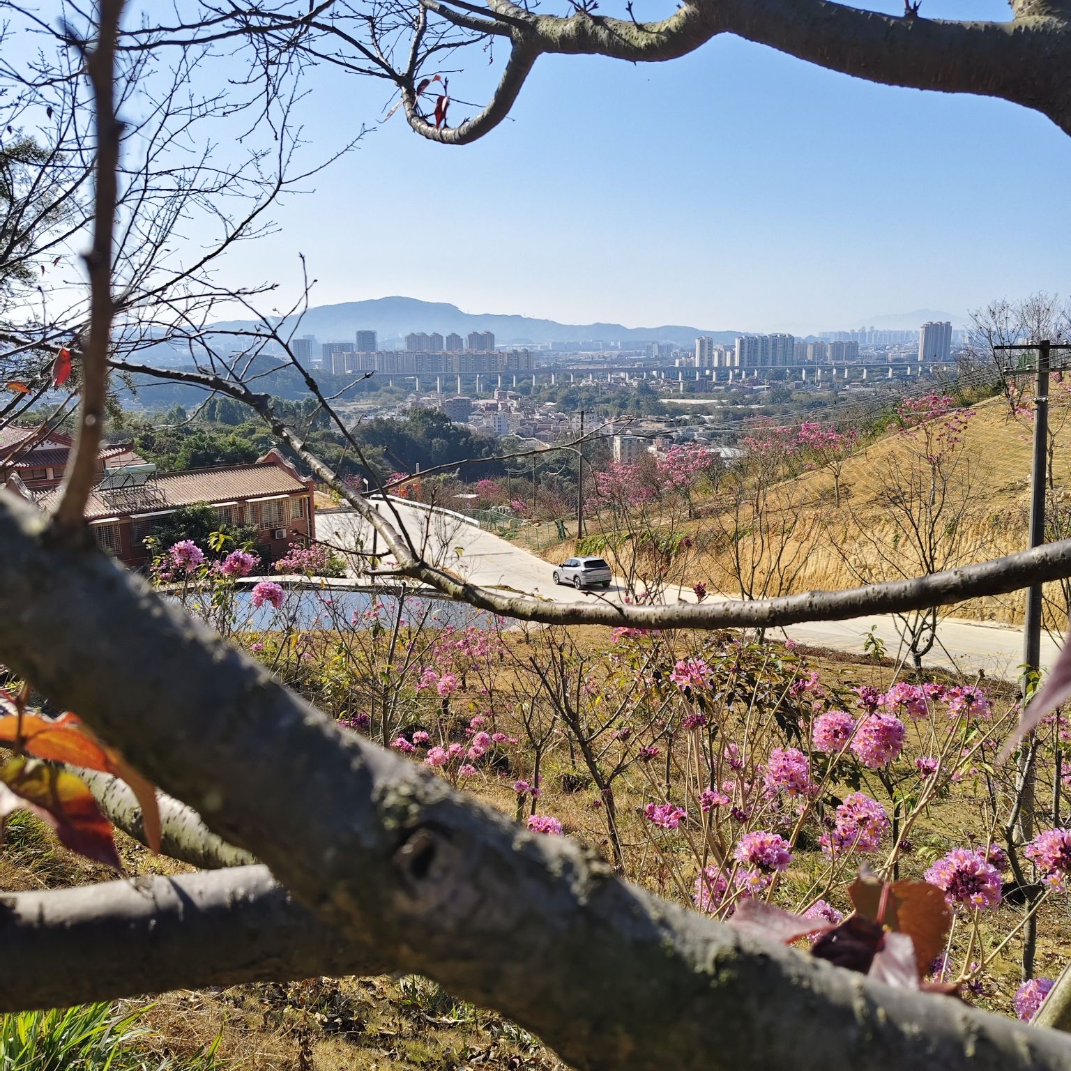 天竺山•探花郎花海旅行图片 1