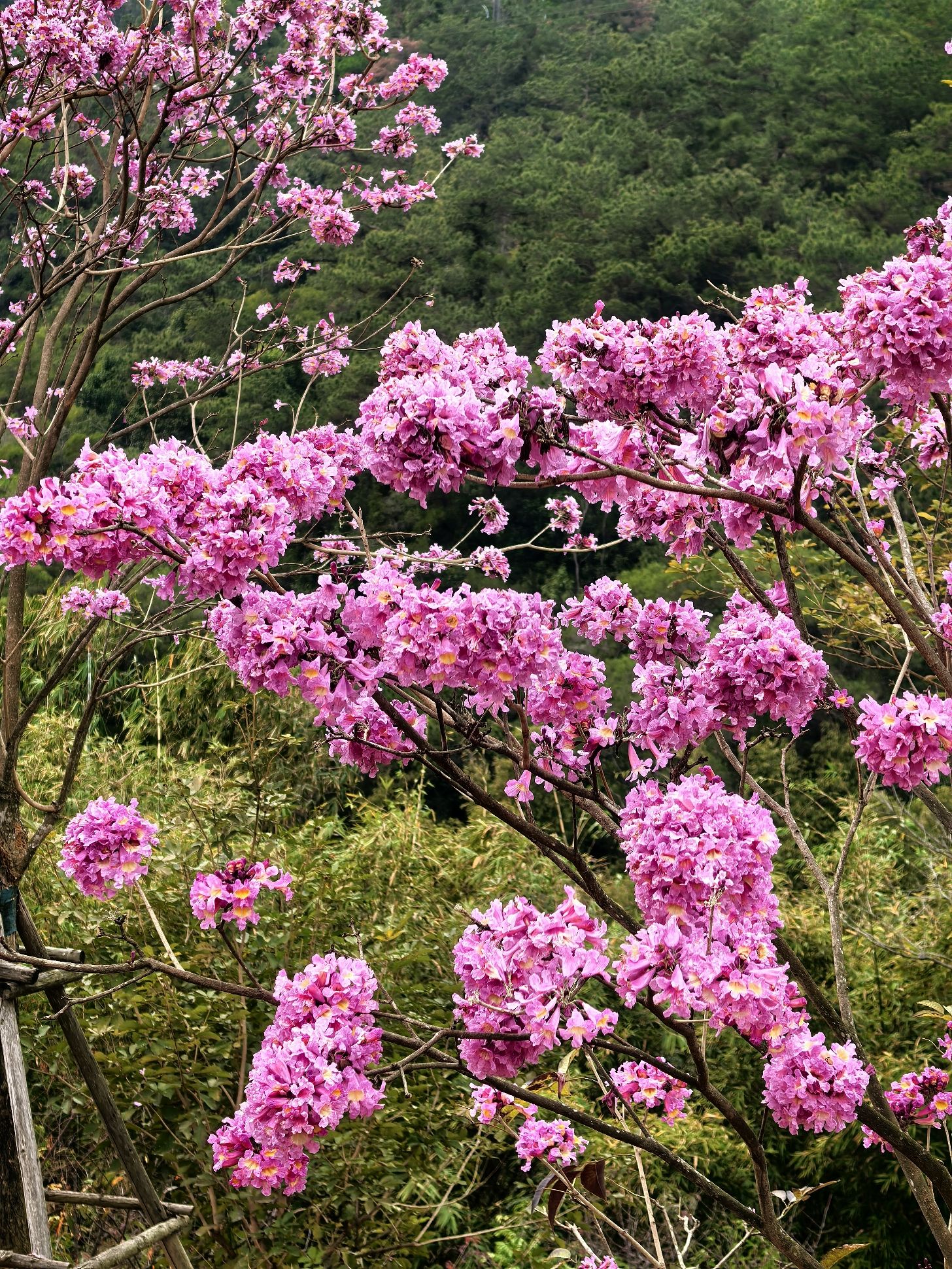 天竺山•探花郎花海旅行图片 1