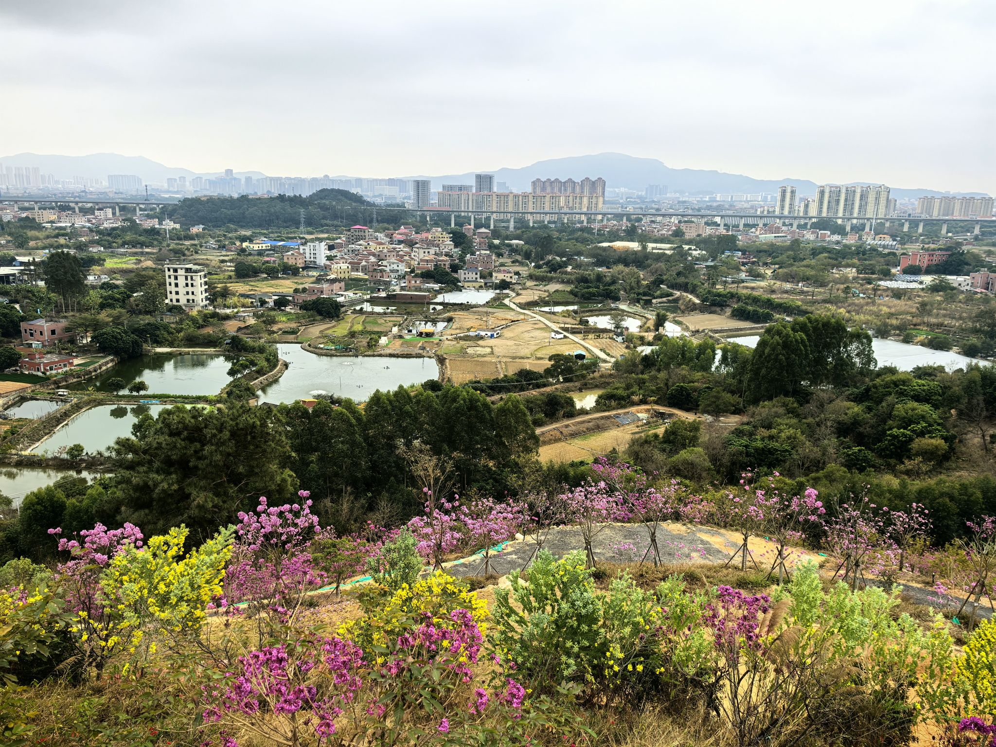 天竺山•探花郎花海旅行图片 2