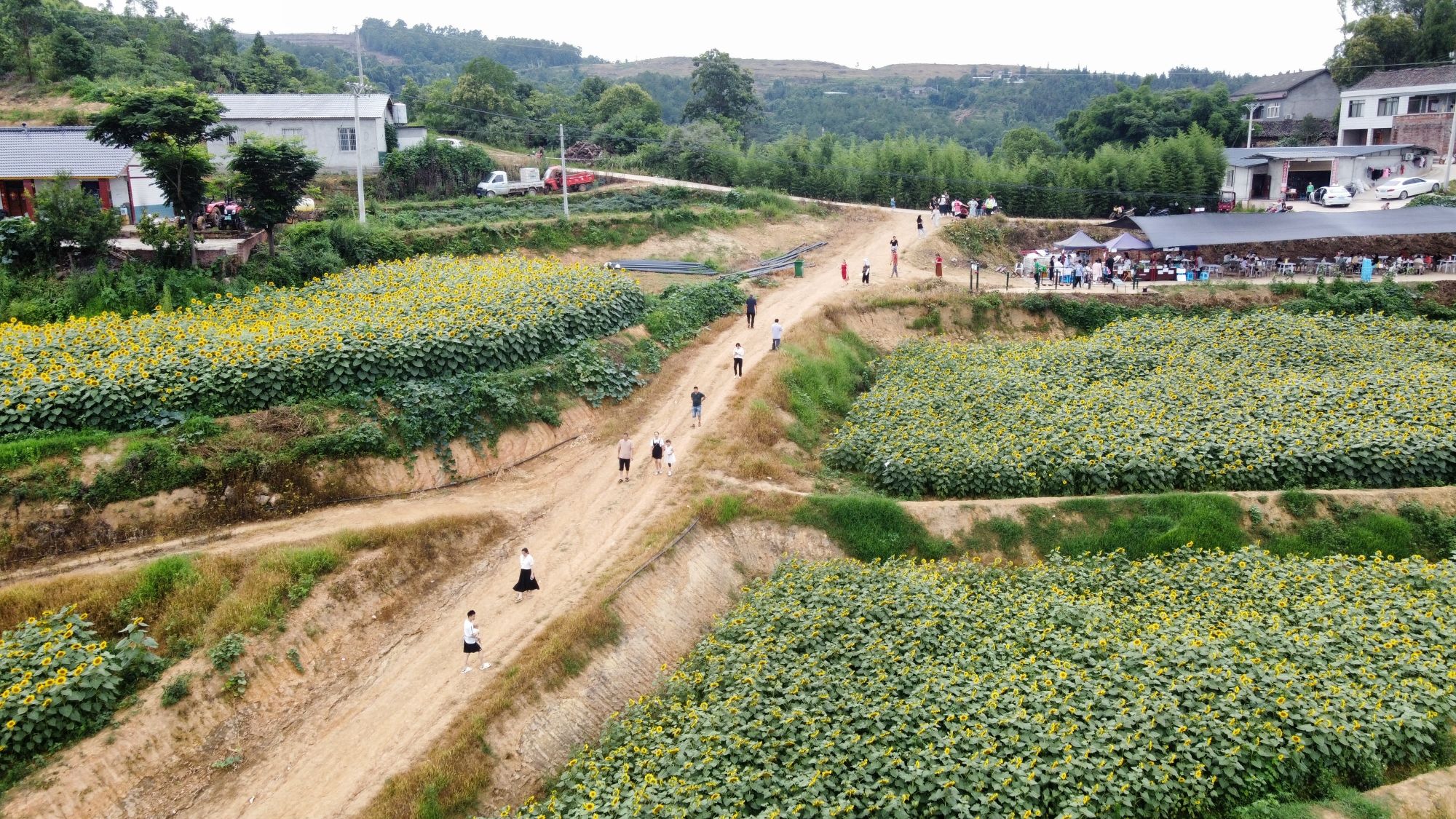 青杆坪村千亩油葵基地旅行图片 1